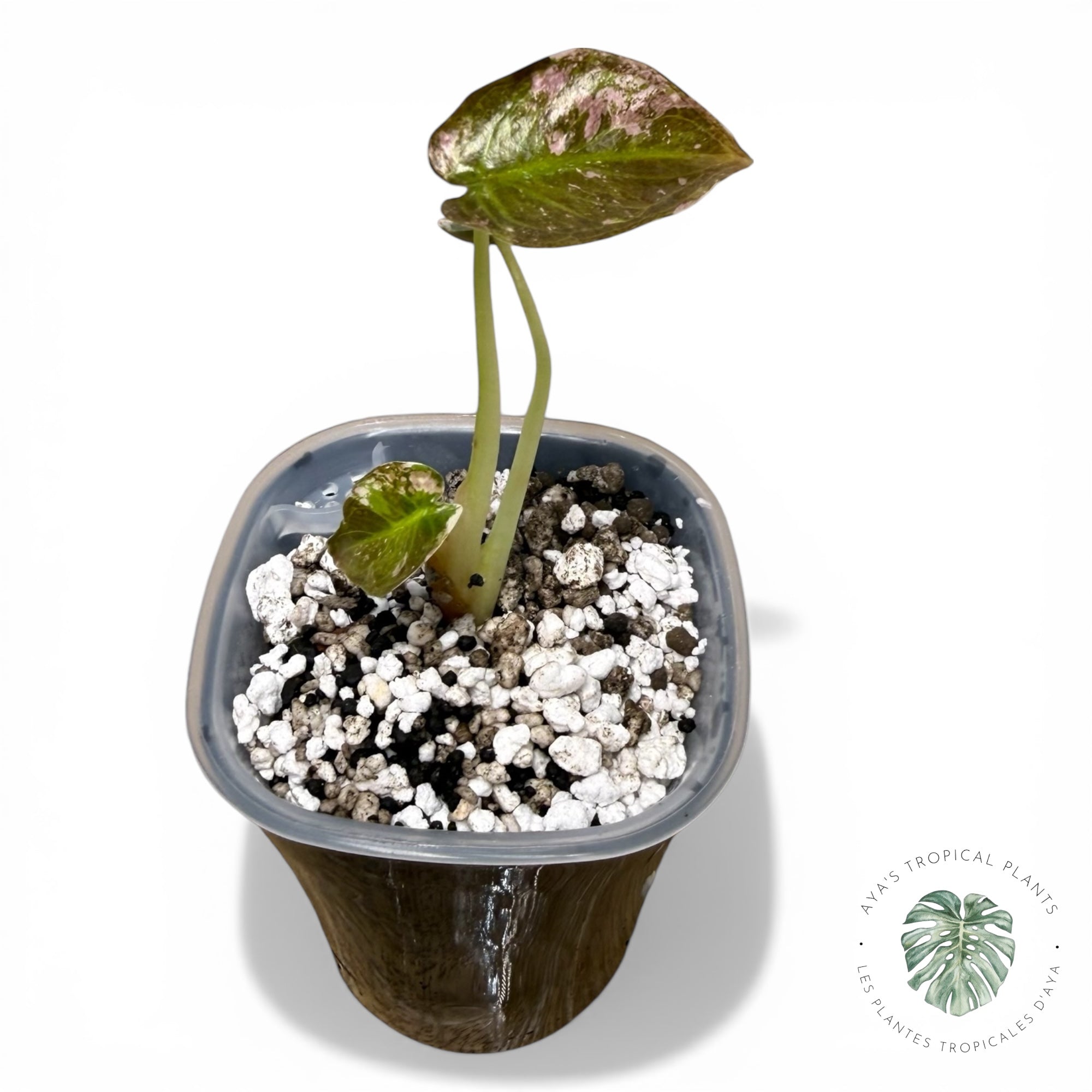 Alocasia Cuprea Pink Albo Variegated