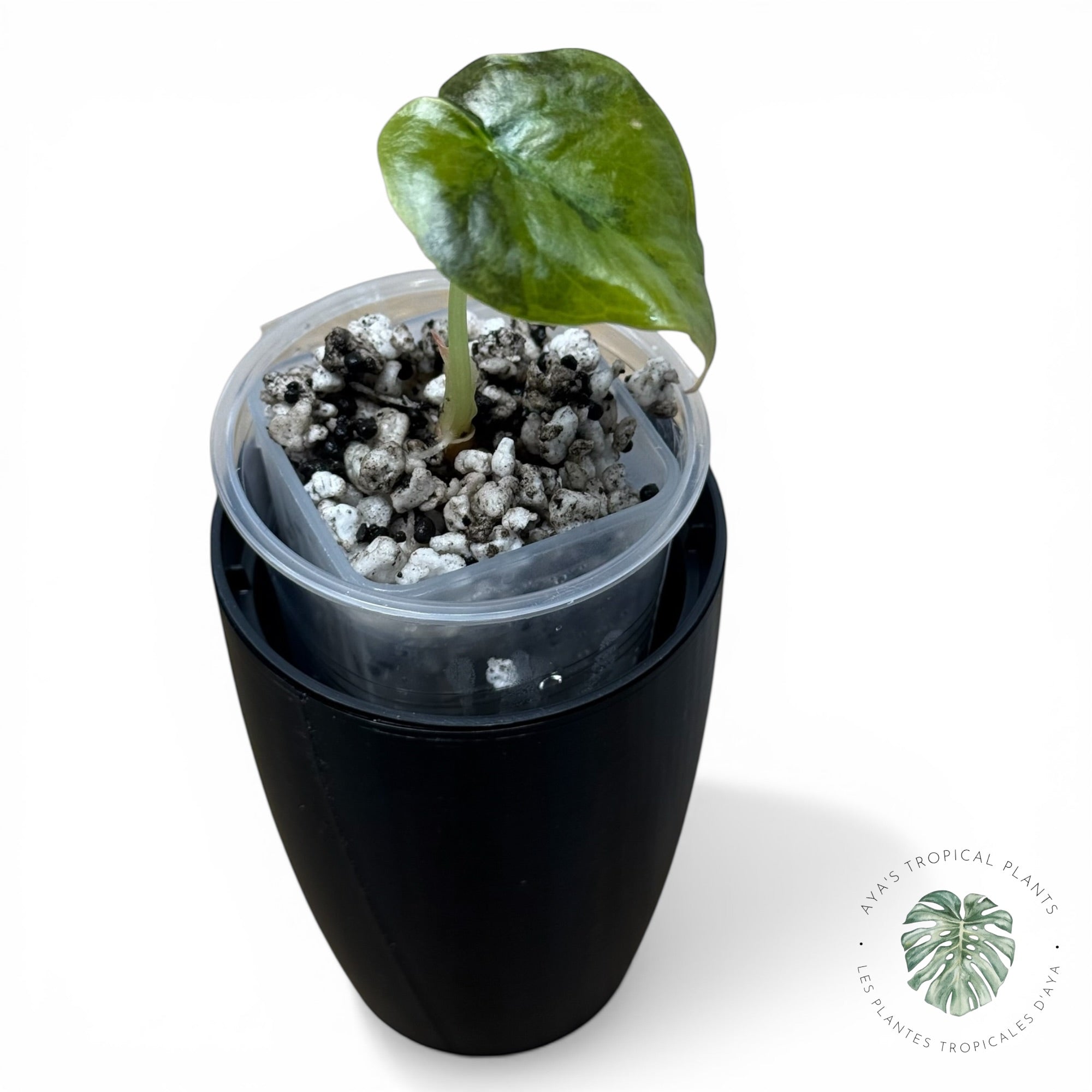 Alocasia Cuprea Golden Latte variegated