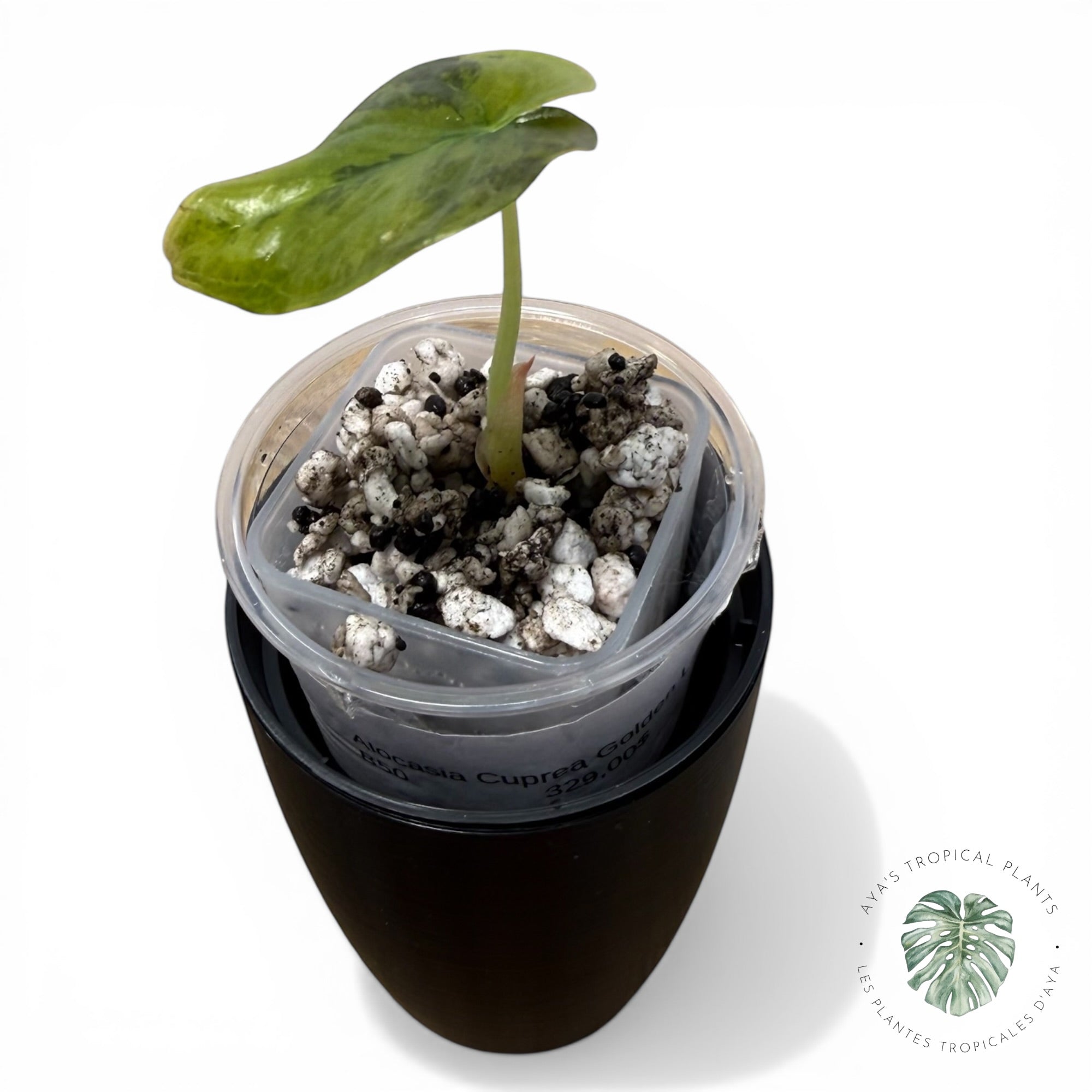 Alocasia Cuprea Golden Latte variegated