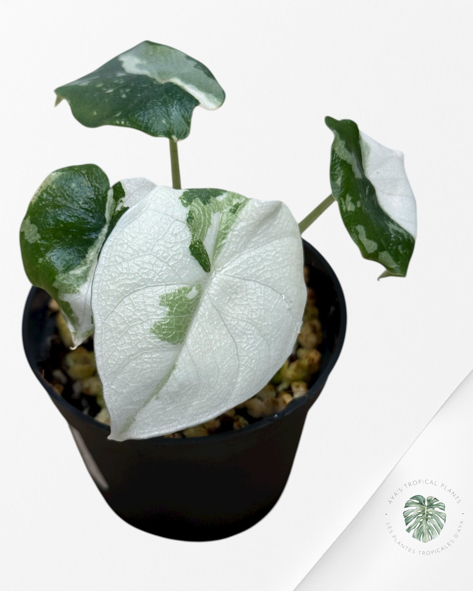 Alocasia Melo Variegated (Albo) - MEL4