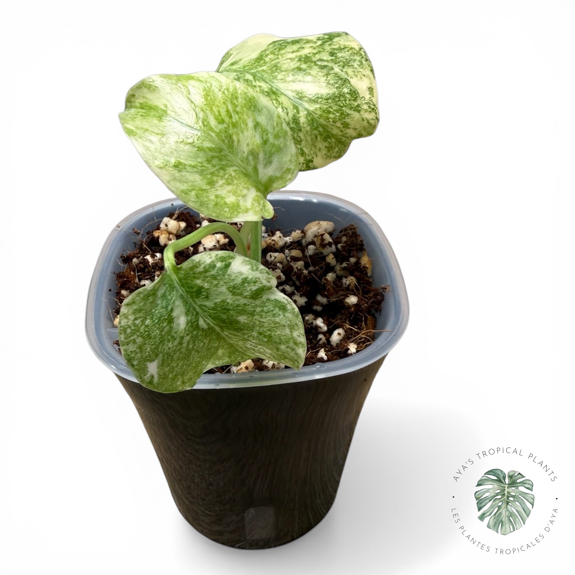 Monstera Deliciosa Legacy