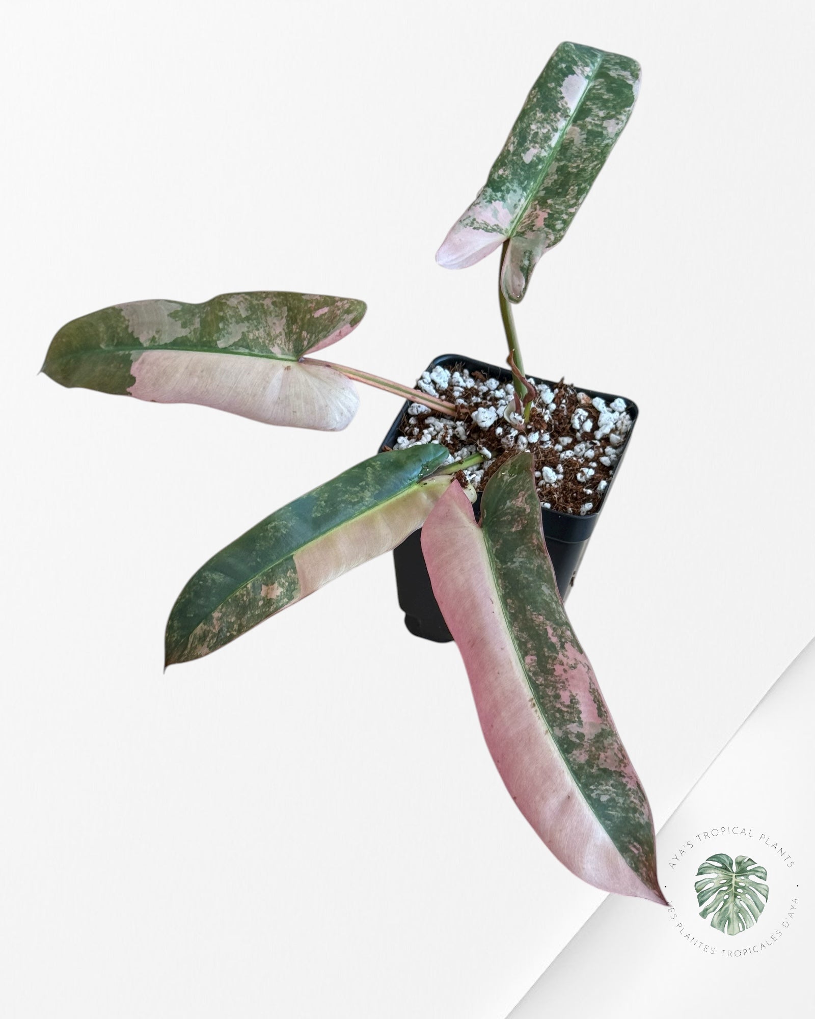 Philodendron Atabapoense Pink Variegated -