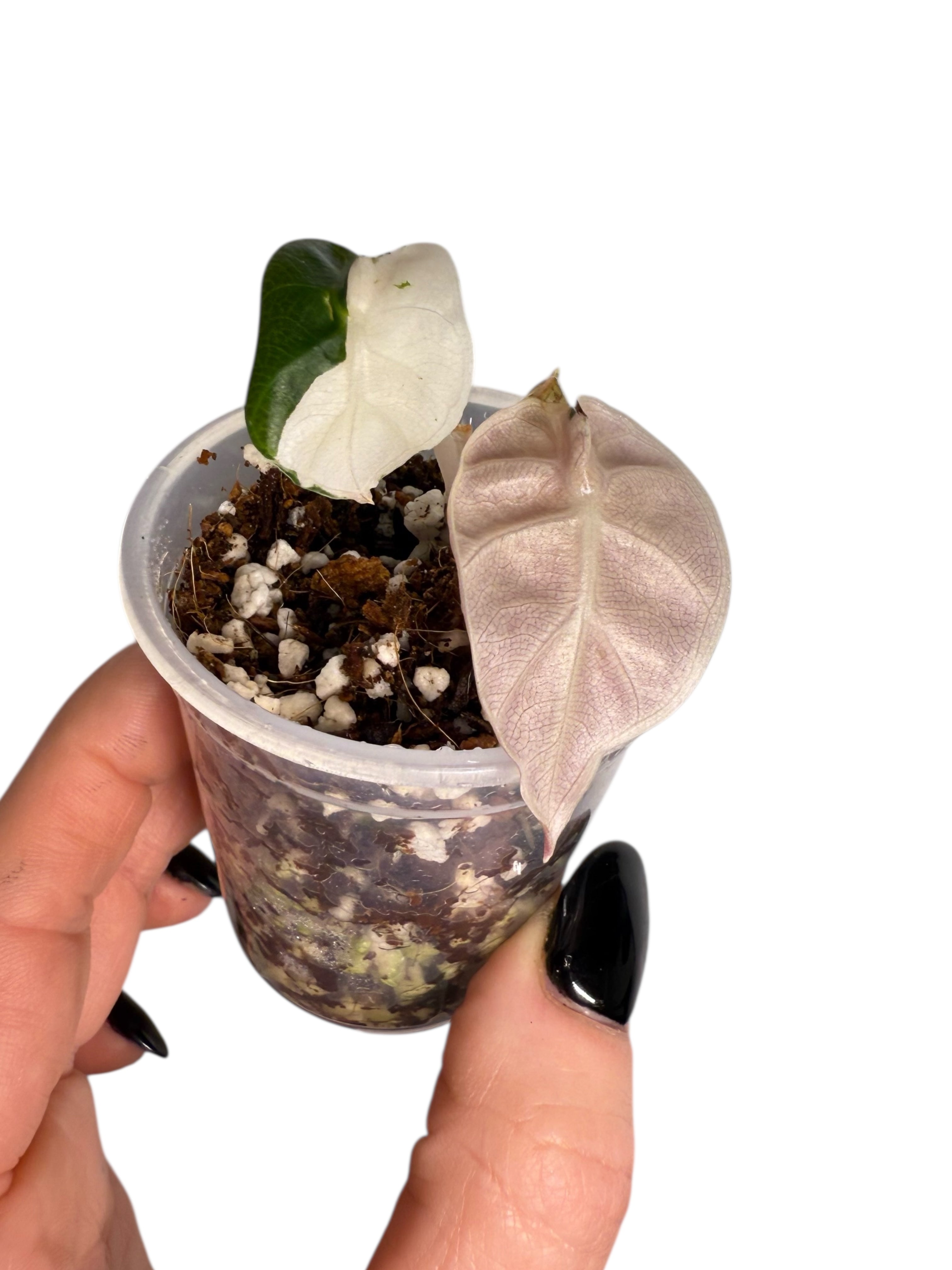 Alocasia Heart Balloon Pink variegated| Rare TC Plant| Aya's Tropical Plants