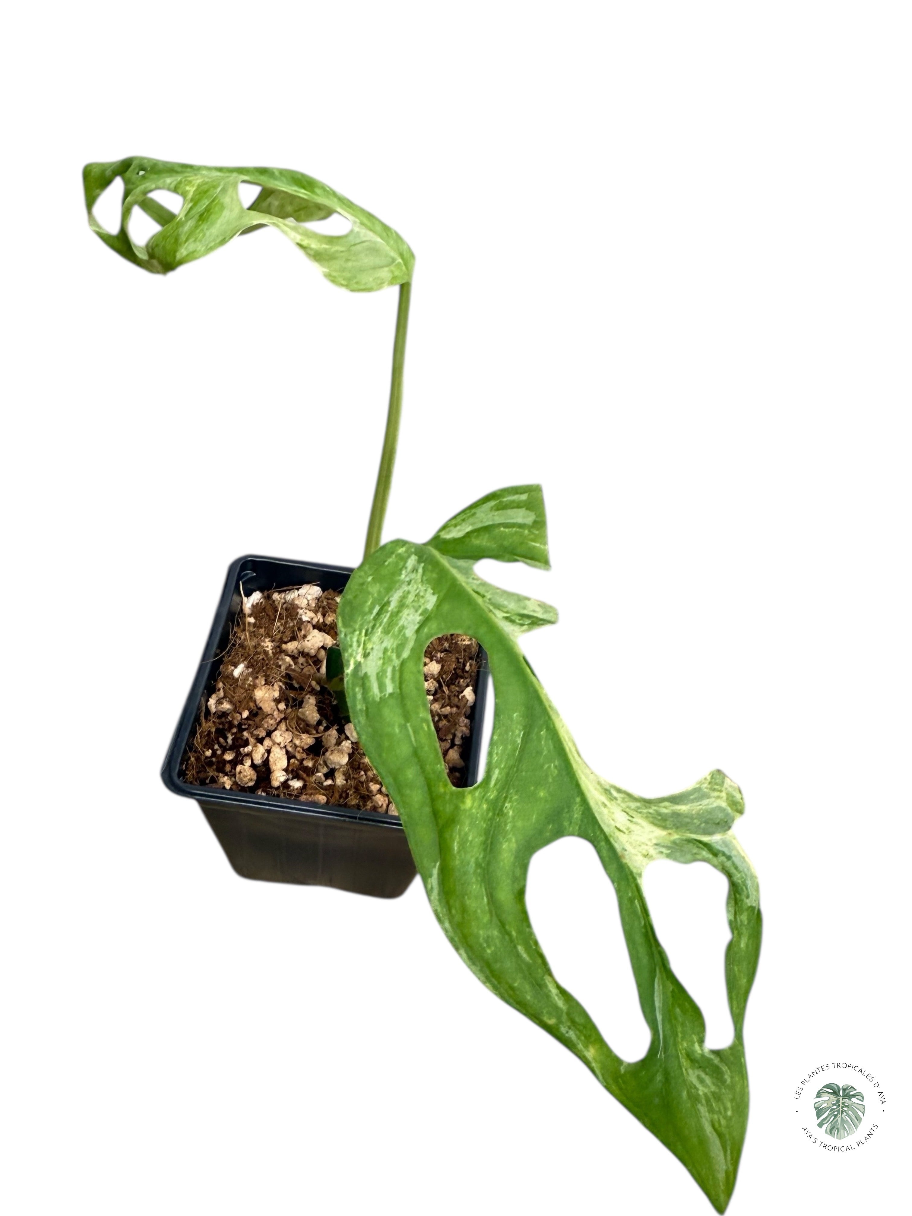 Monstera Indonesia Mint