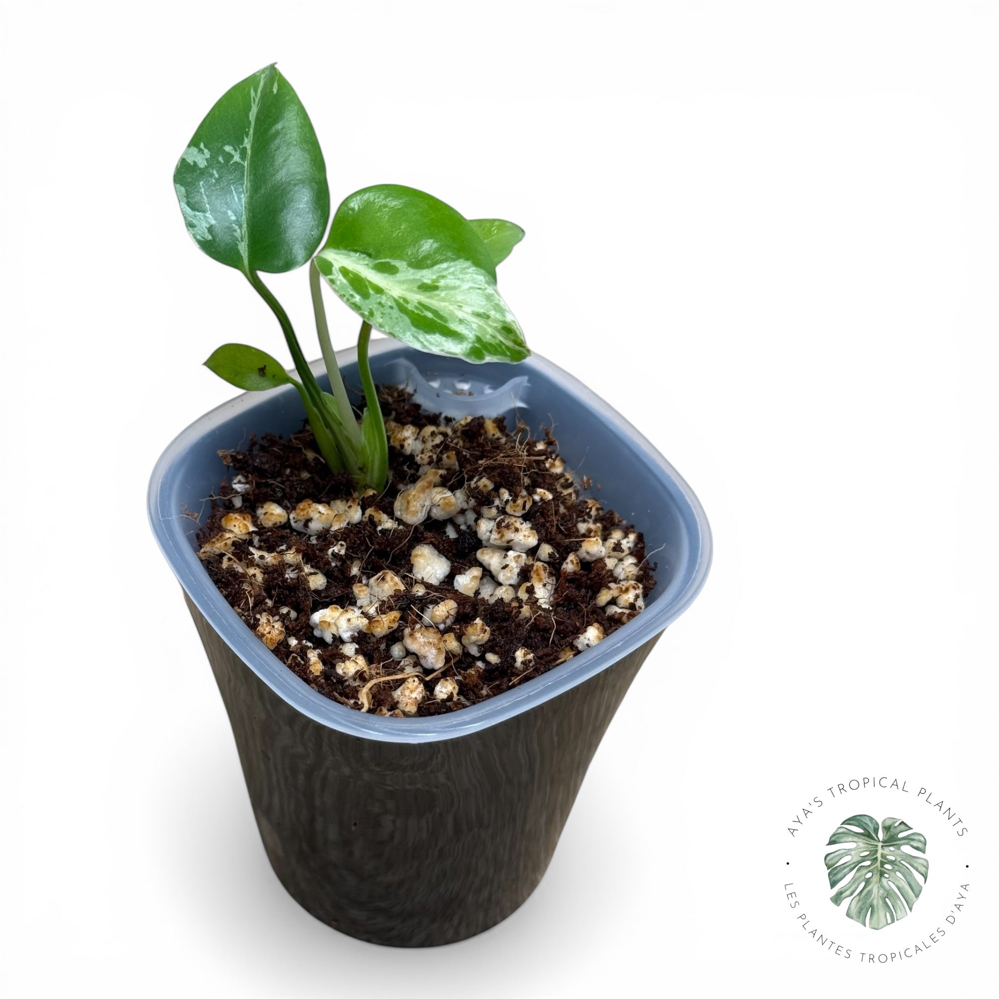 Monstera Deliciosa Bulbasaur