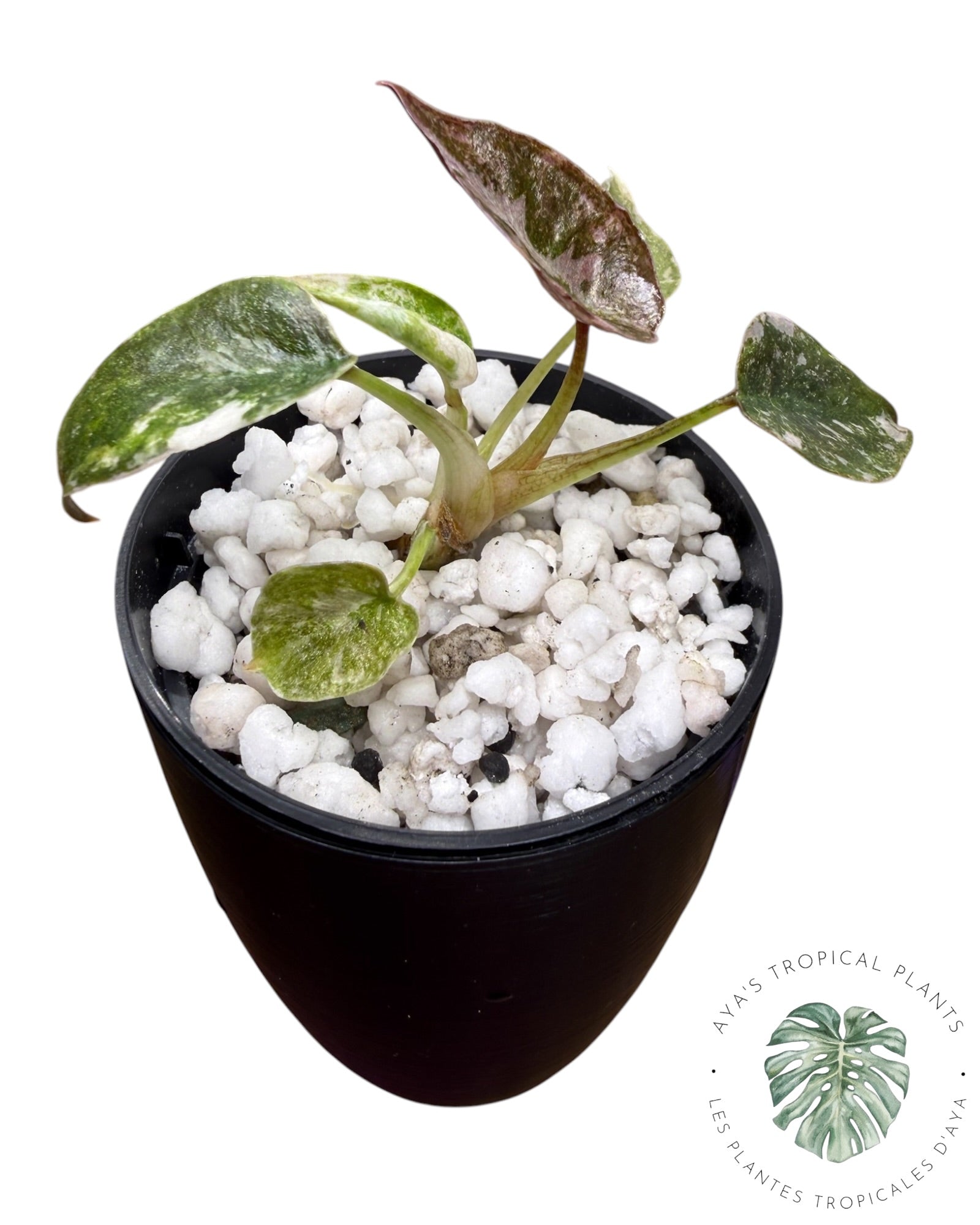 Alocasia Cuprea Pink Albo Variegated
