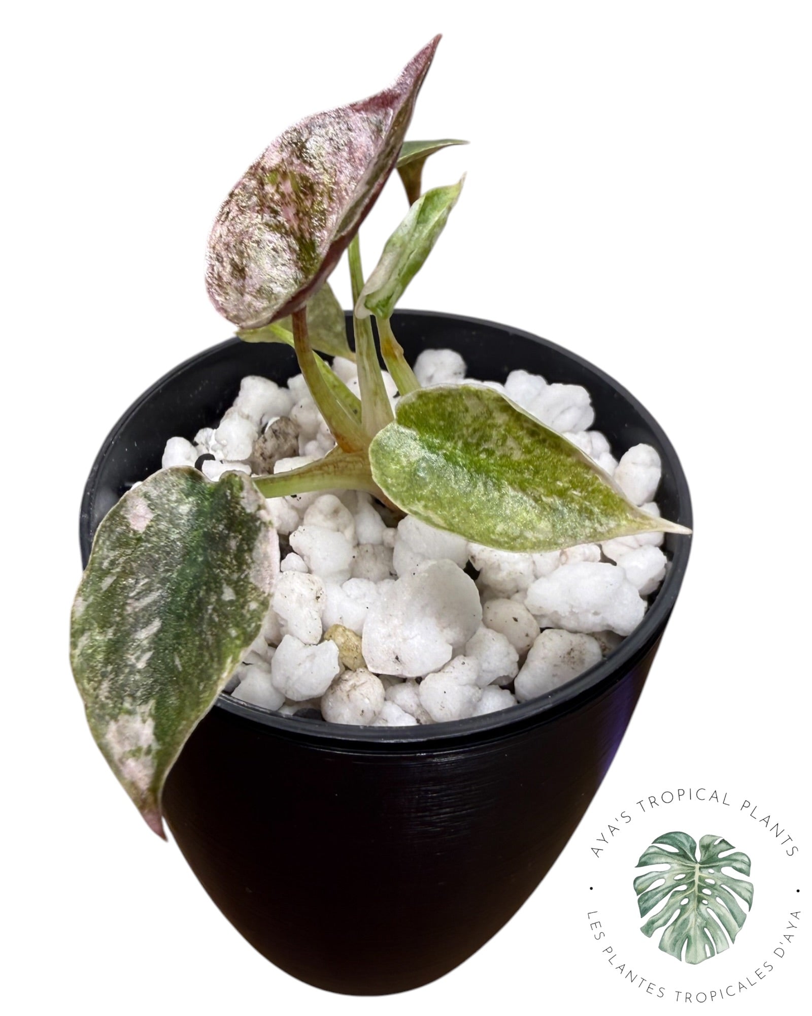 Alocasia Cuprea Pink Albo Variegated