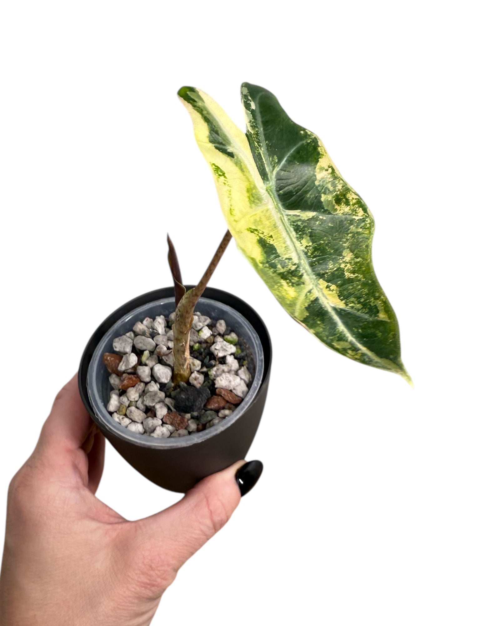 Alocasia Pseudo Sanderiana Variegated | Rare TC Plant| Aya's Tropical Plants