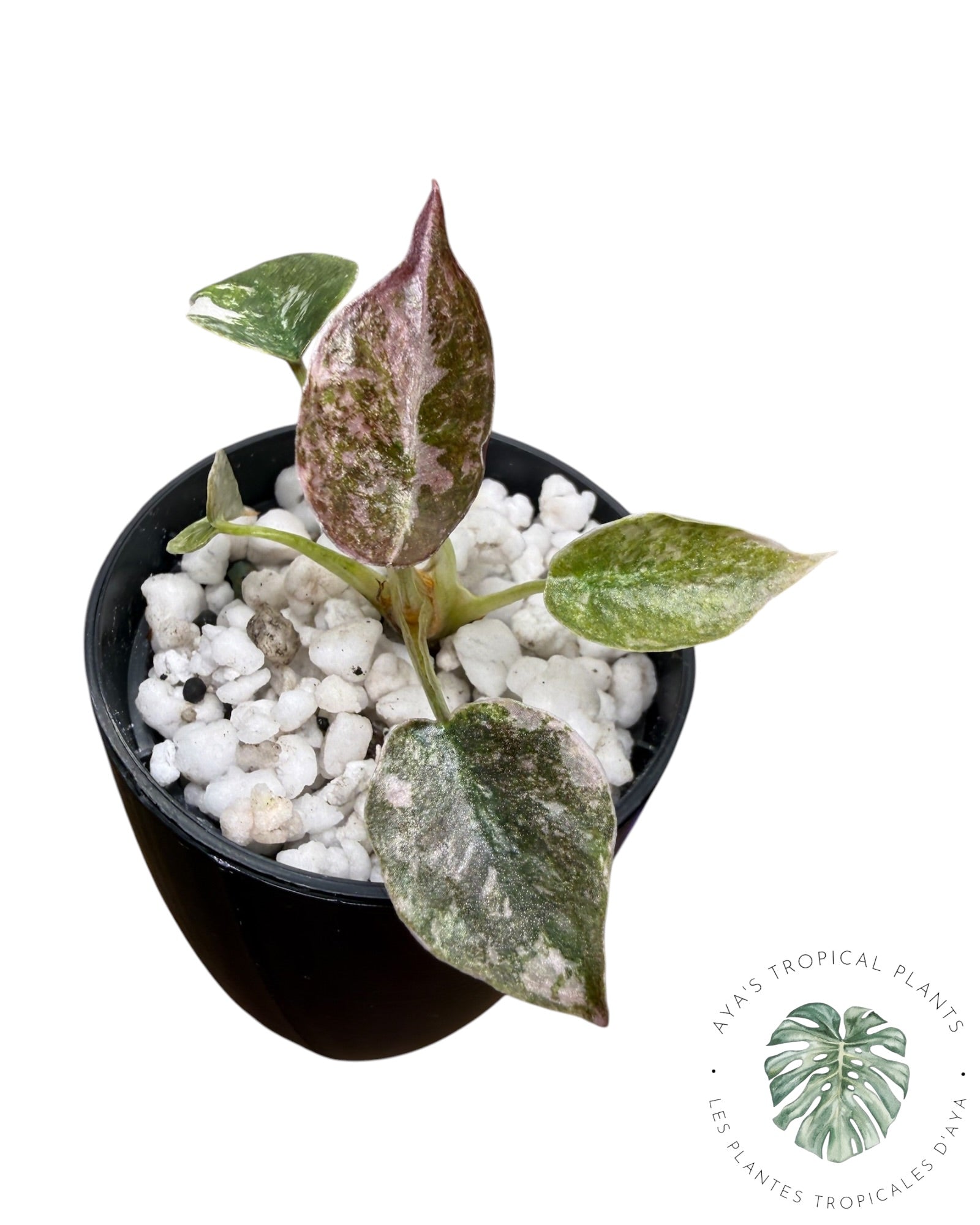 Alocasia Cuprea Pink Albo Variegated