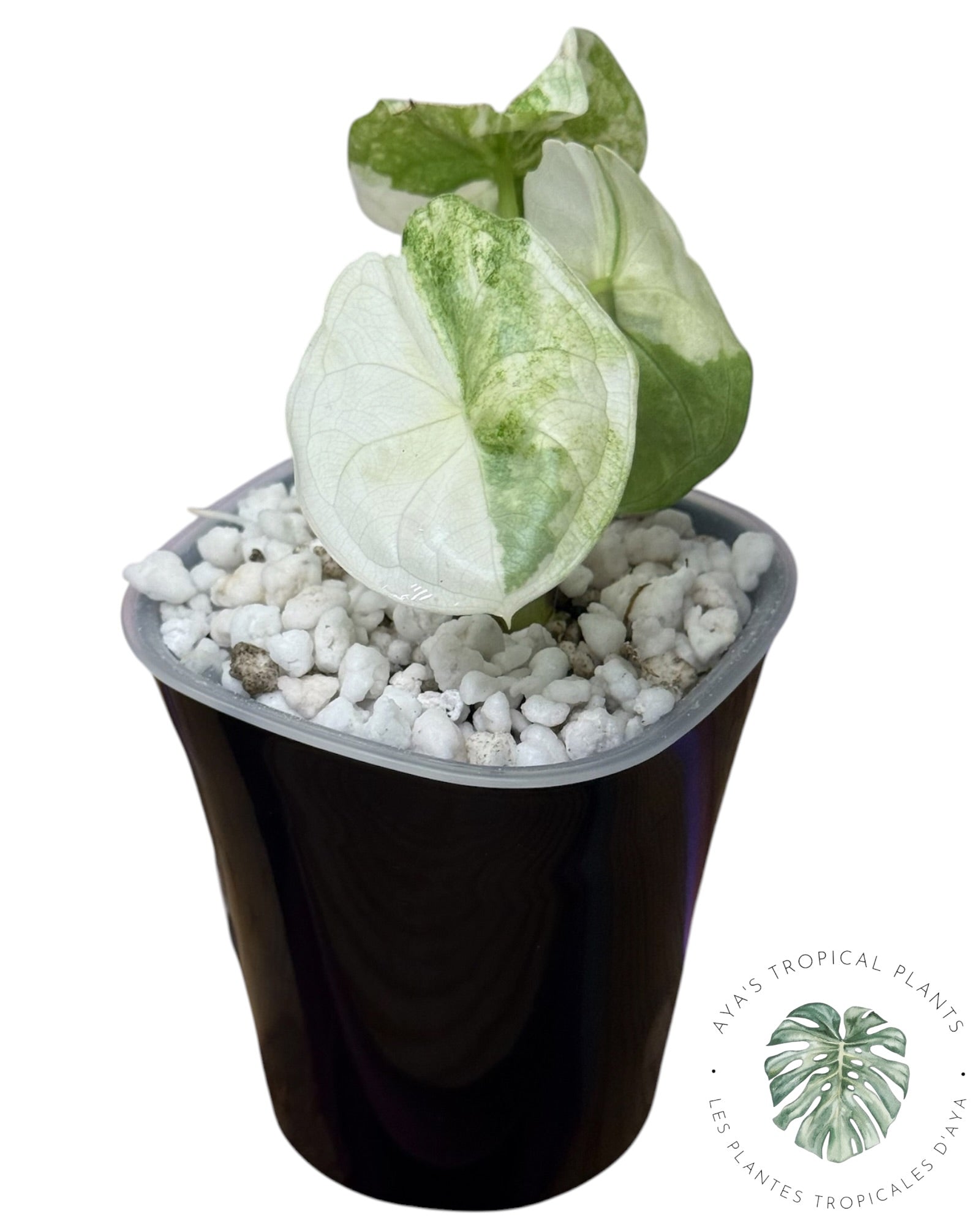 Alocasia Aegis Mint Variegated