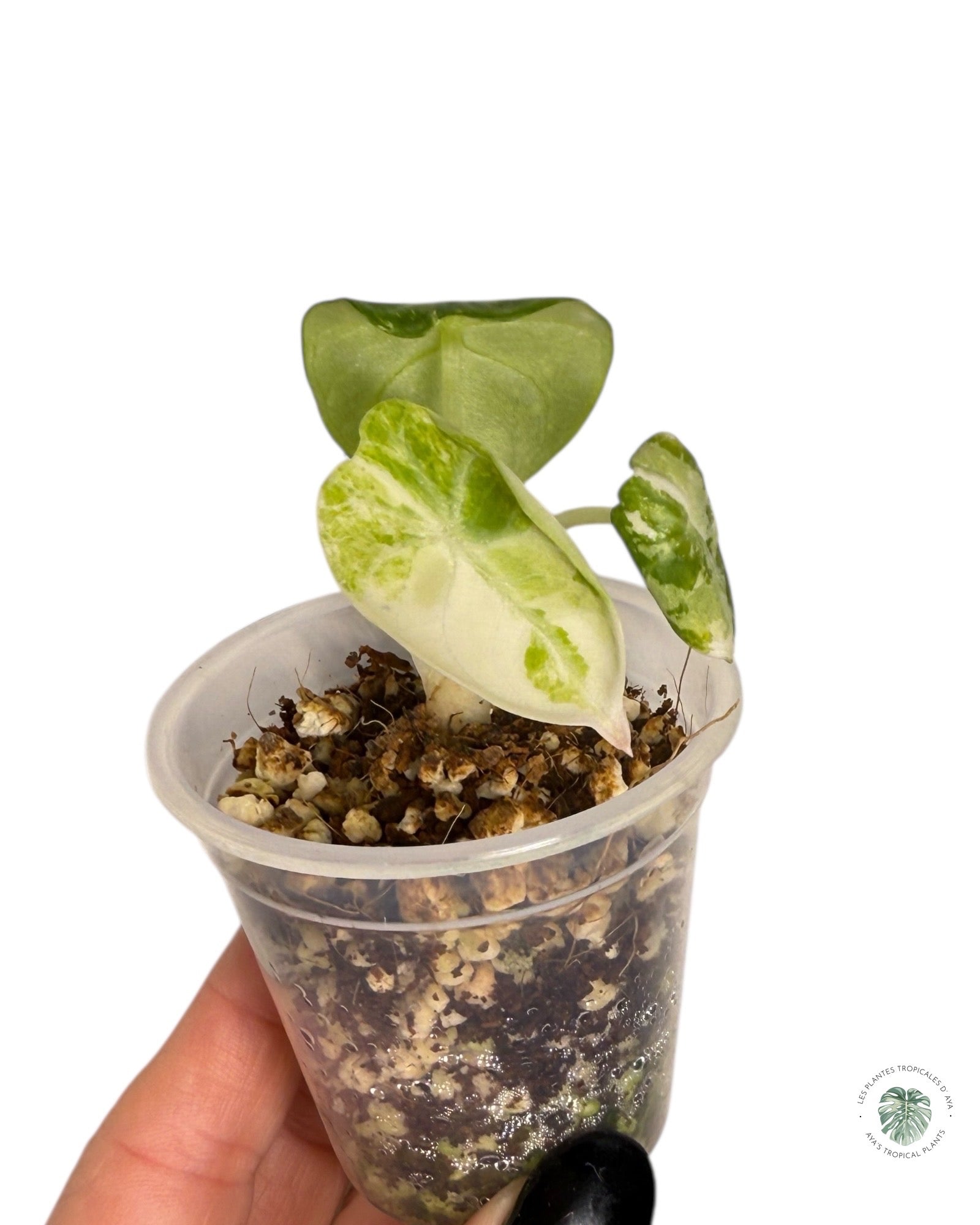 Alocasia Ninja Variegated Albo | Rare TC Plant| Aya's Tropical Plants