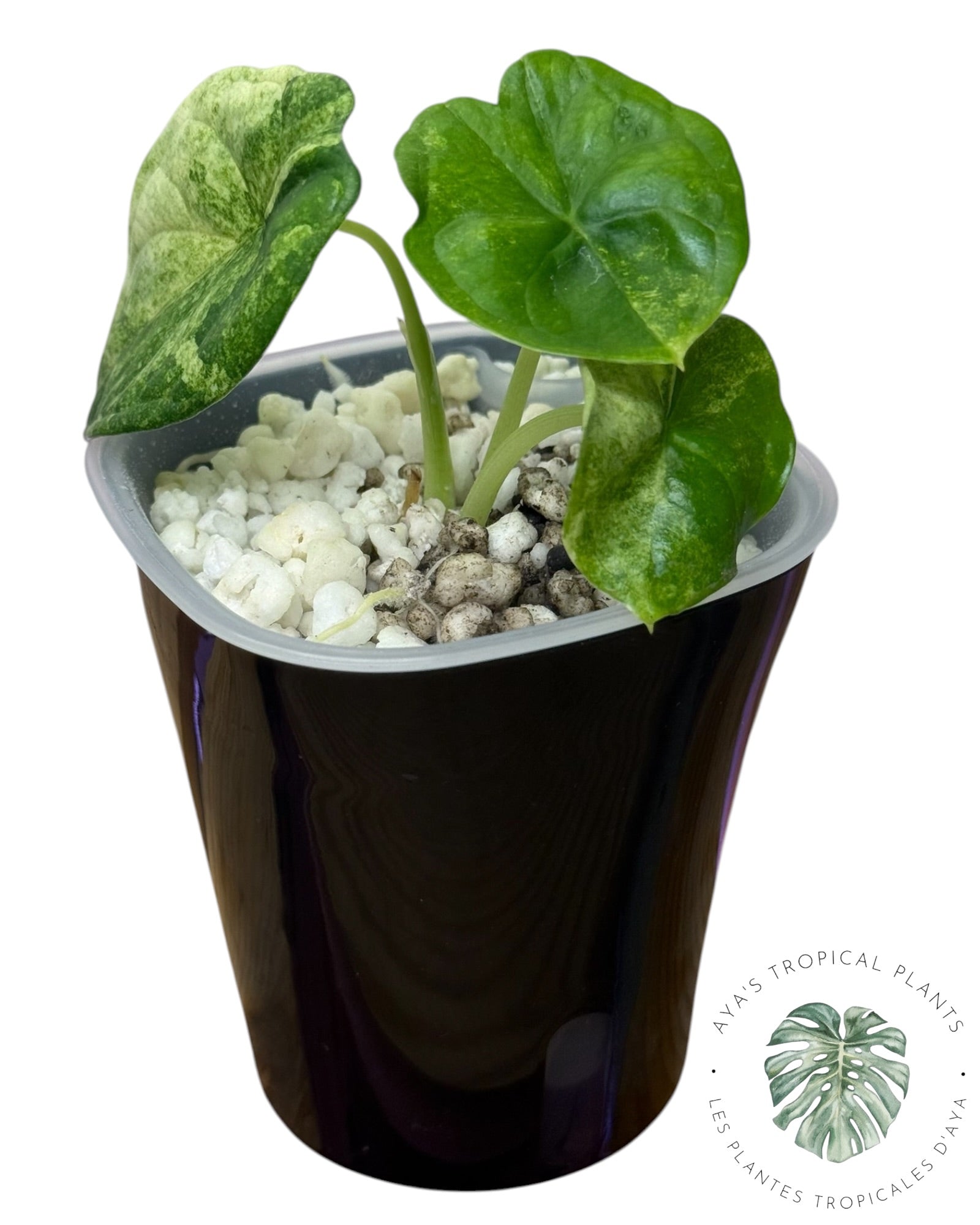 Alocasia Aegis Mint Variegated