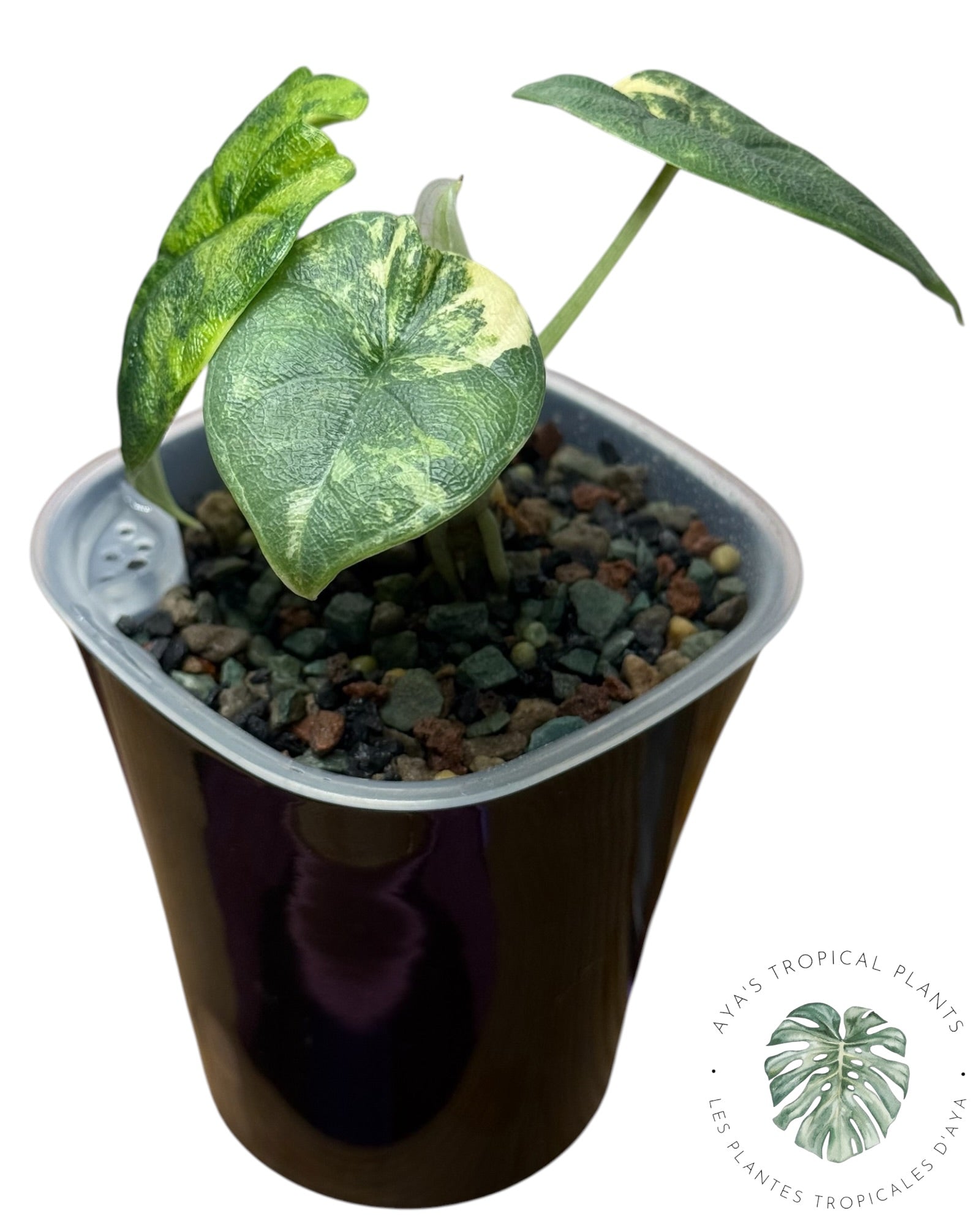 Alocasia Melo Aurea Variegated