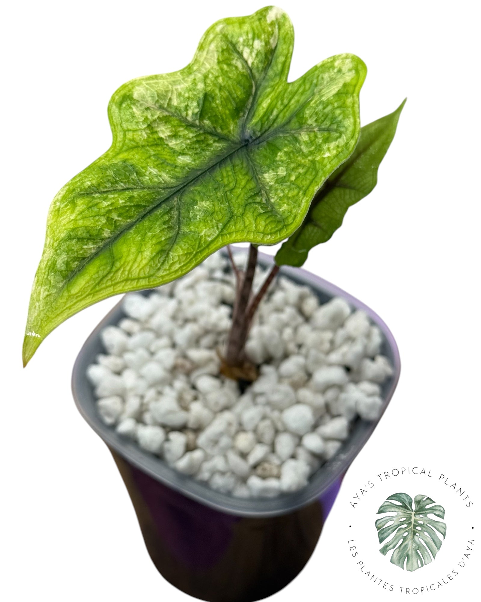 Alocasia Jacklyn Variegated (Grade A)