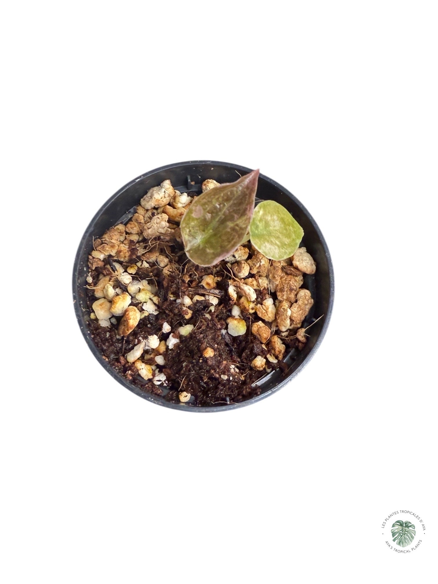 Alocasia Cuprea Pink Variegated | Rare TC Plant| Aya's Tropical Plants