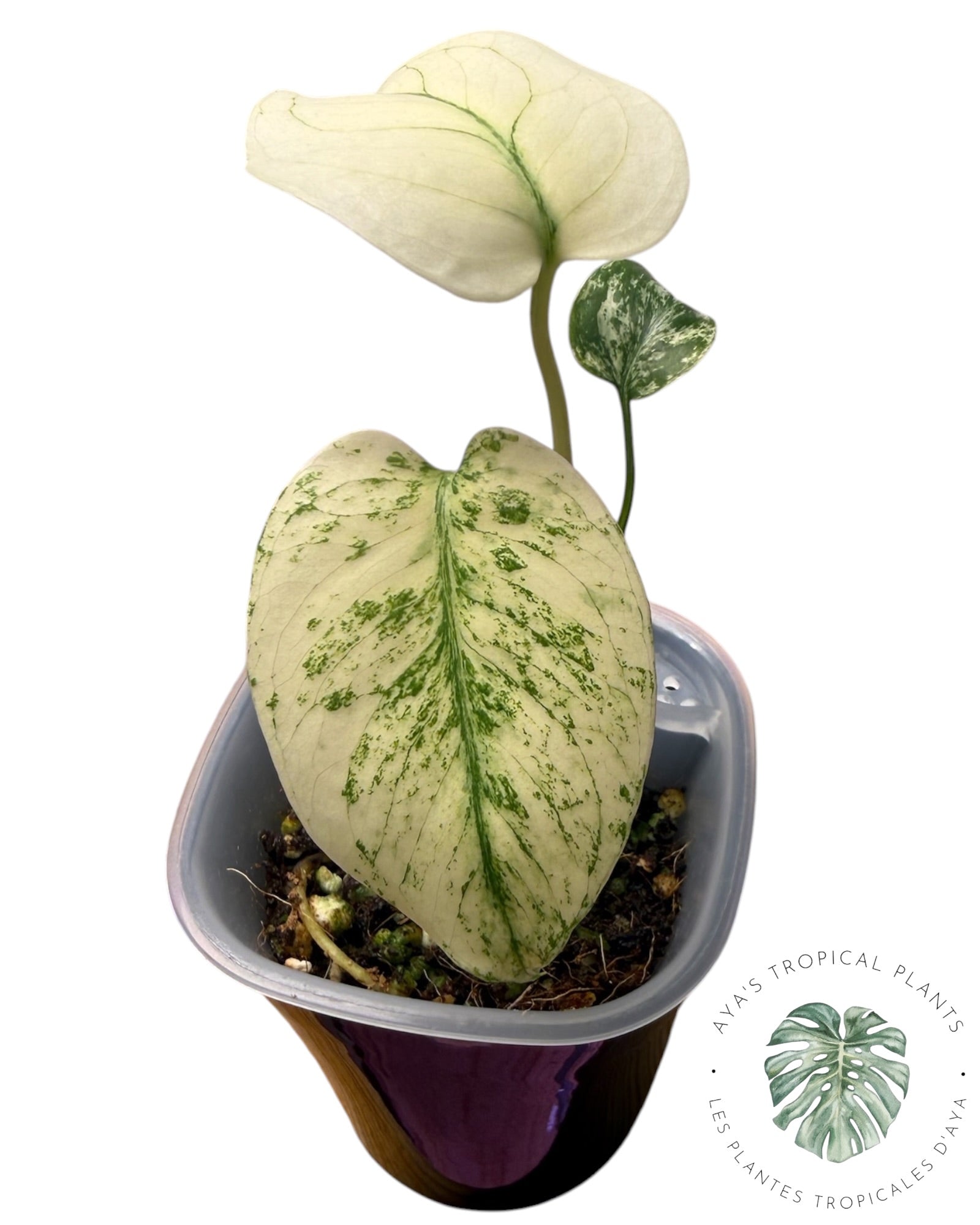 Monstera White Monster