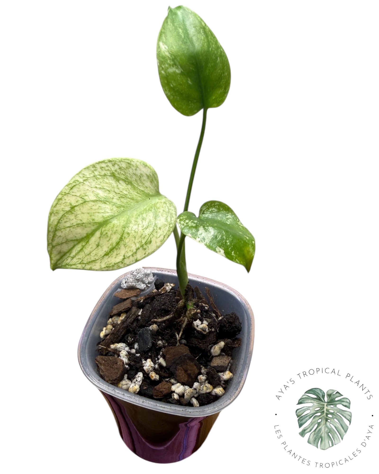 Monstera White Monster