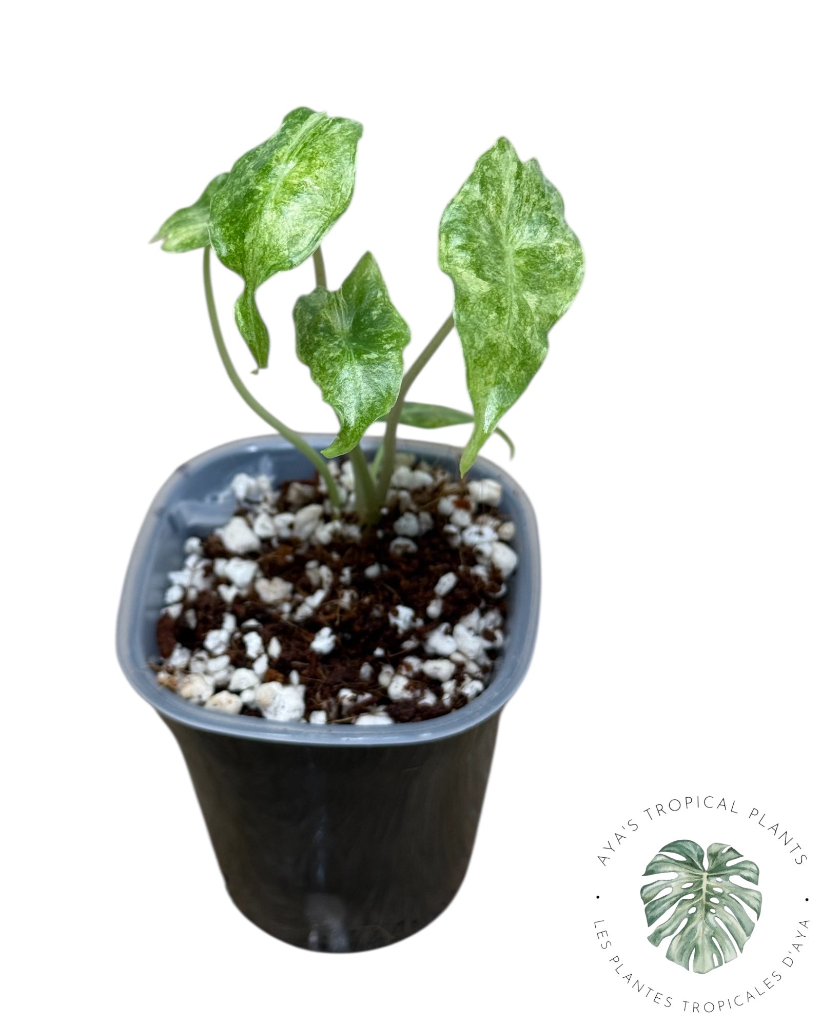 Alocasia Black Satun Pink Stardust