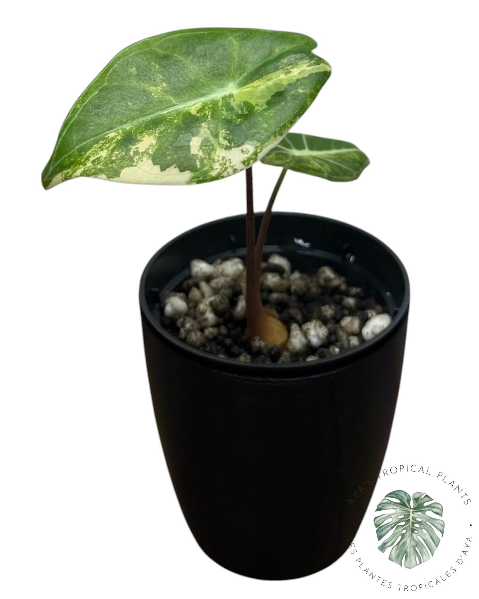 Alocasia Longiloba Grandis Aurea Variegated