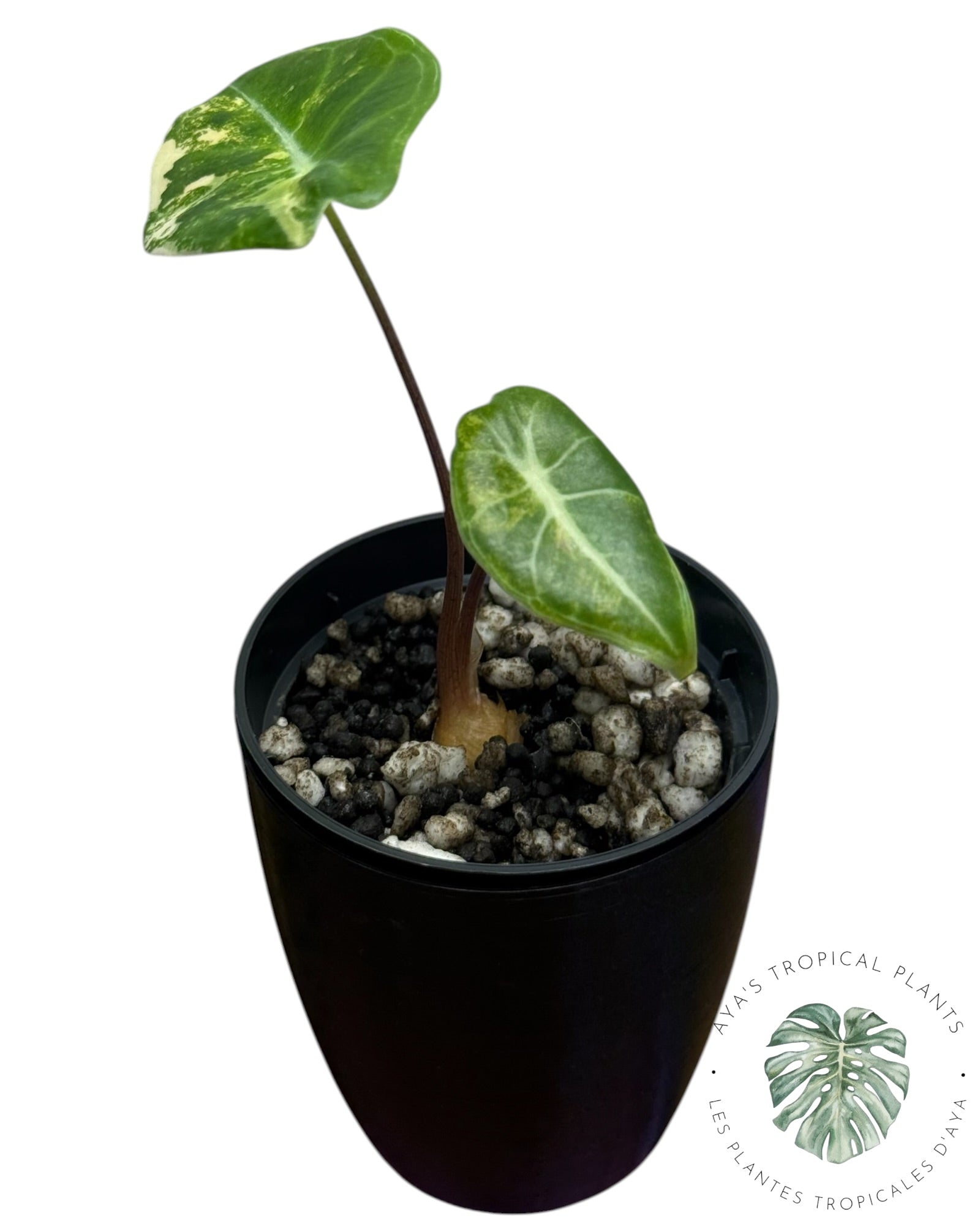 Alocasia Longiloba Grandis Aurea Variegated