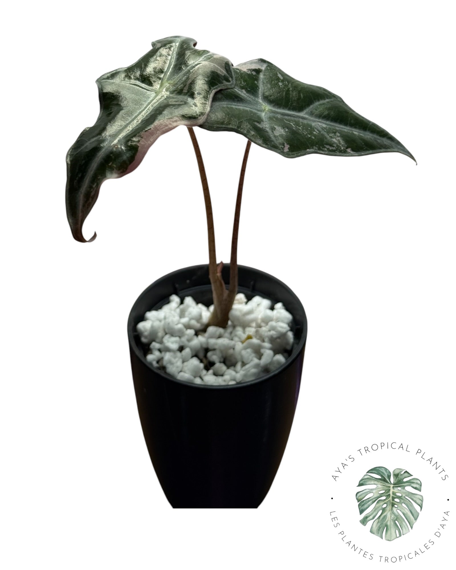 Alocasia Nobilis Pink Variegated