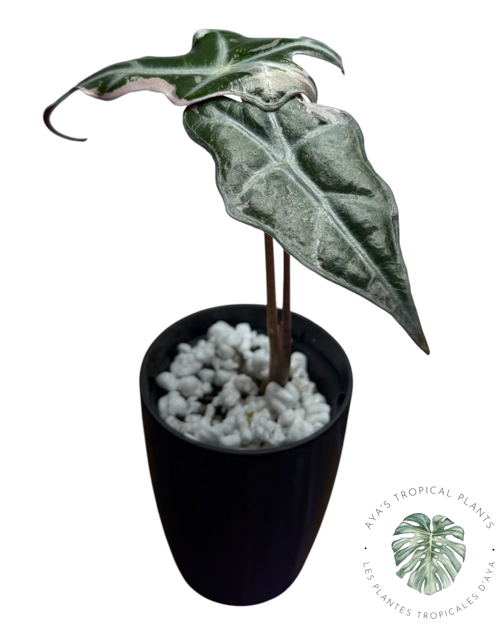 Alocasia Nobilis Pink Variegated