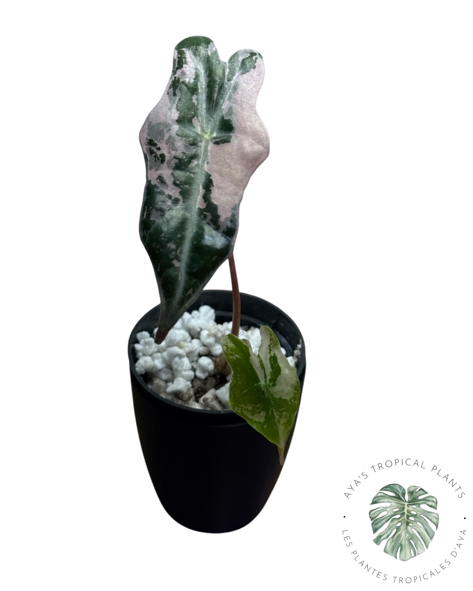 Alocasia Nobilis Pink Variegated