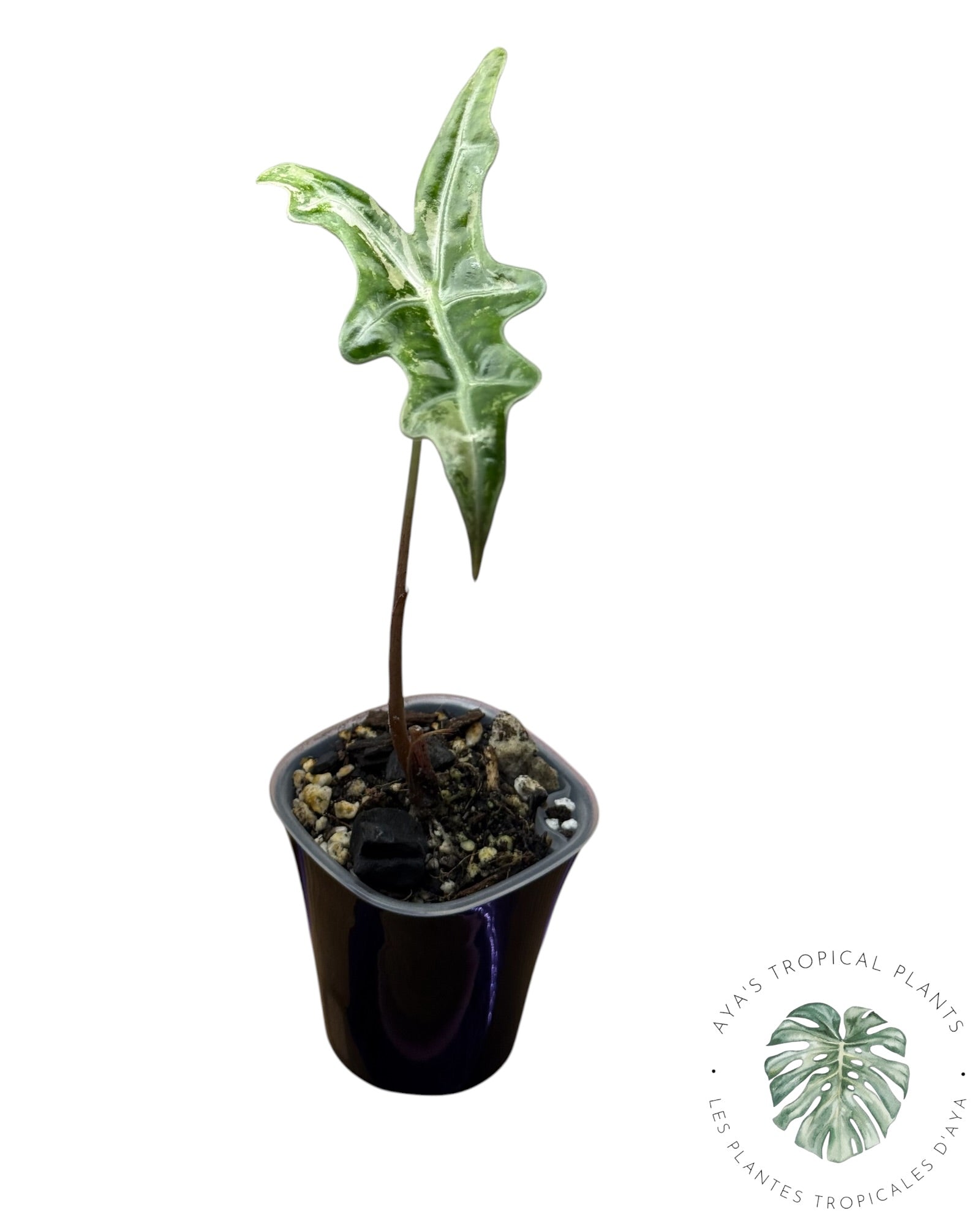 Alocasia Nobilis Pink Variegated