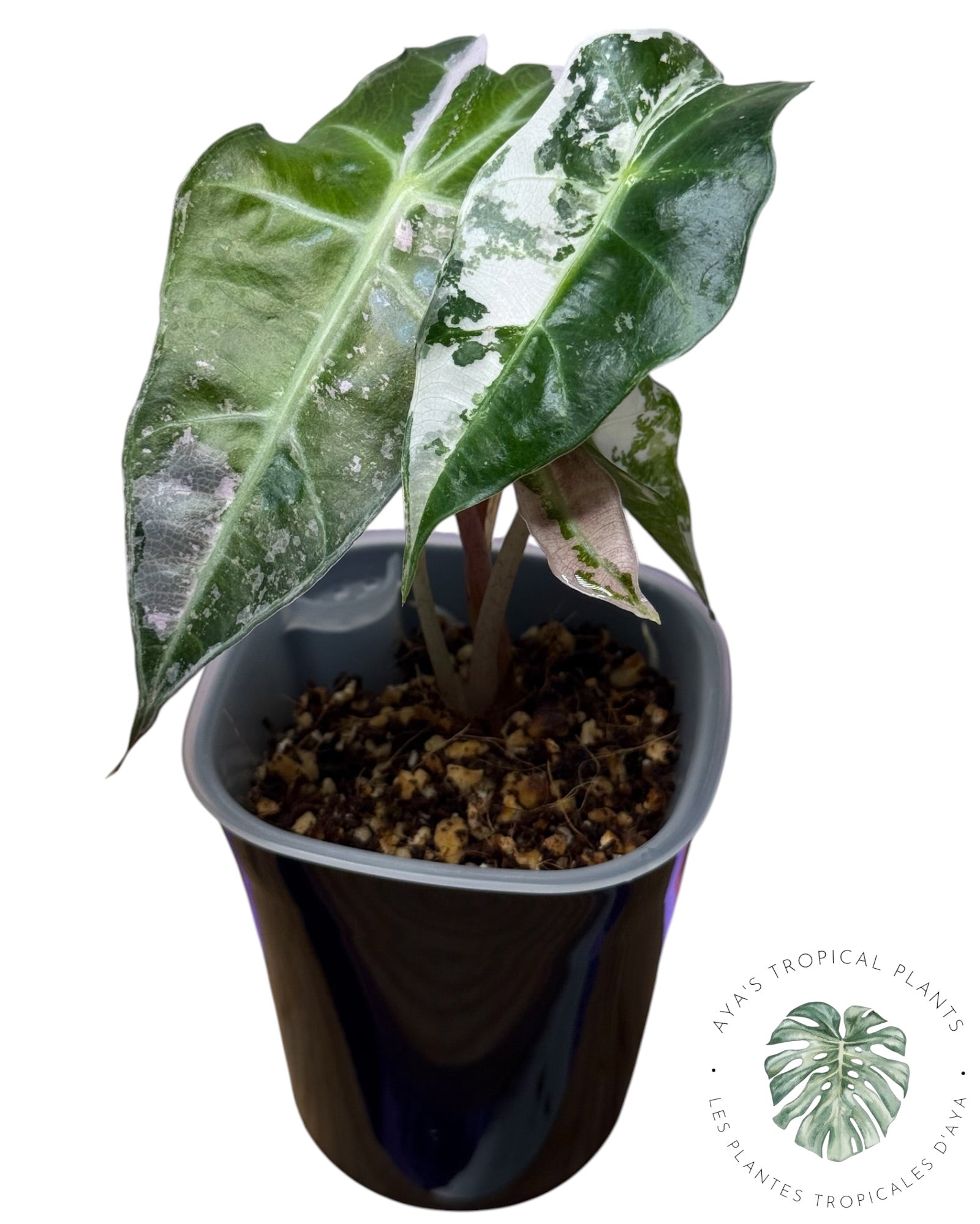 Alocasia Polly Flocon de Neige Rose
