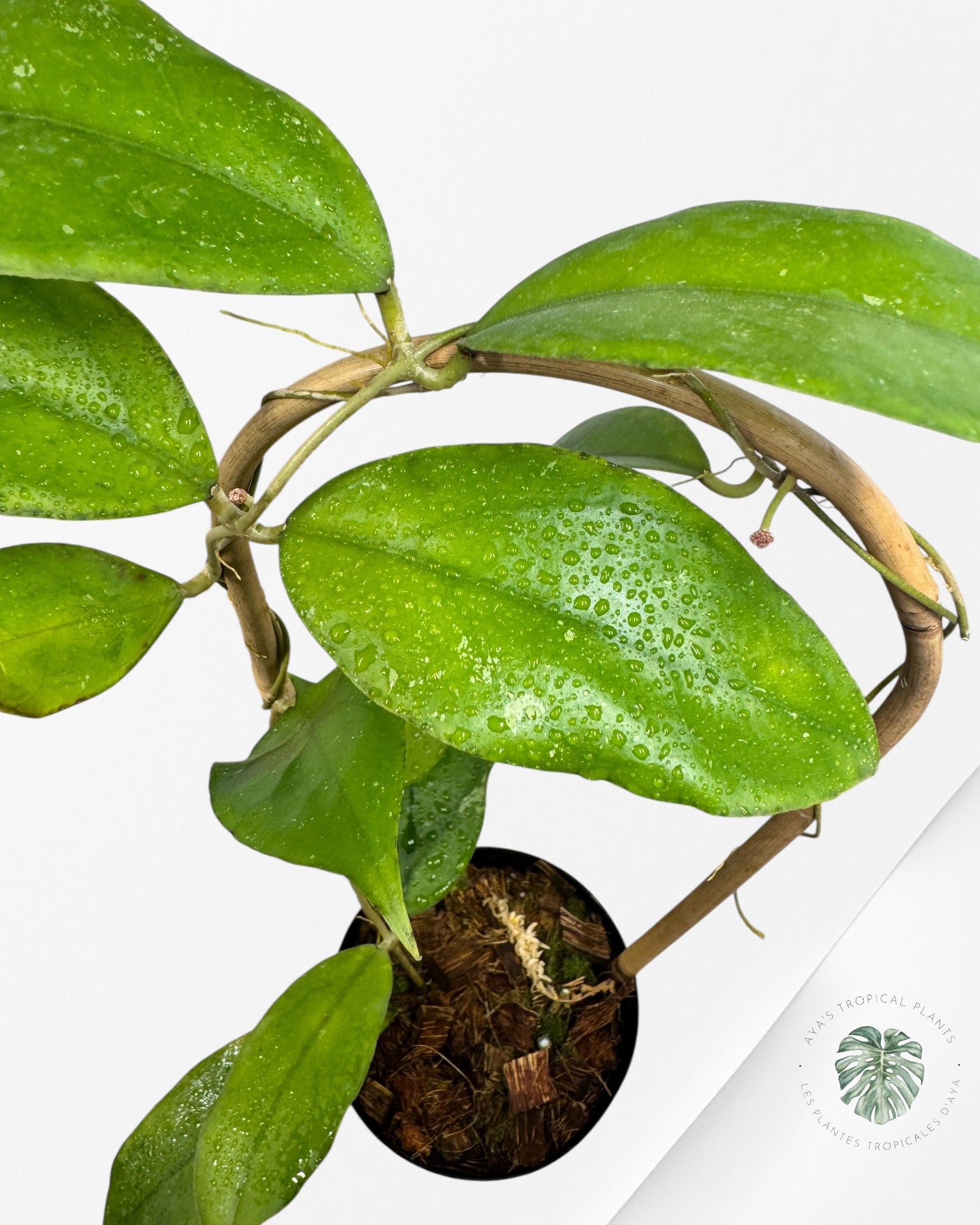 Hoya finlaysonii 'Chicken Farm' - F2