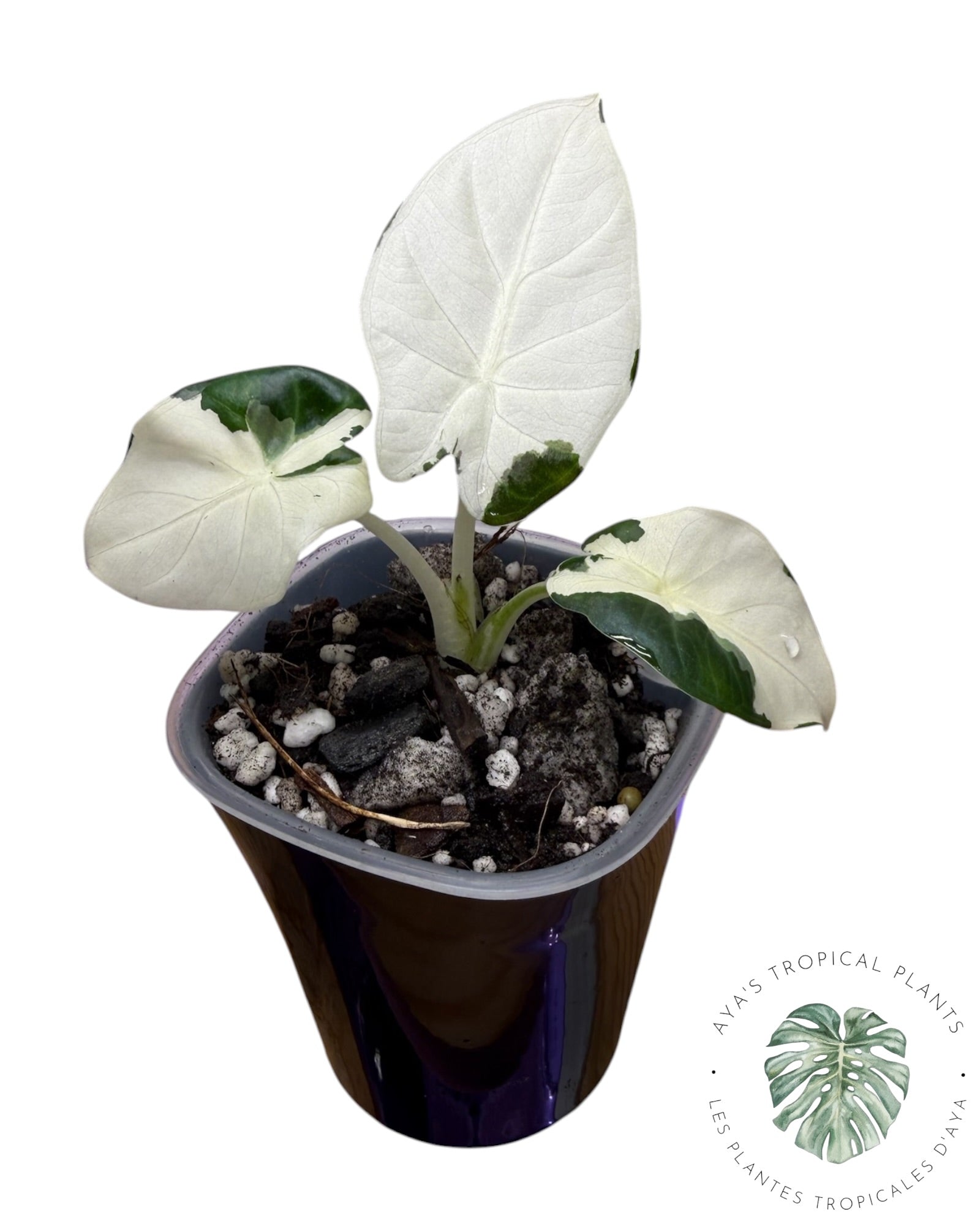 Alocasia Regal Shield Albo