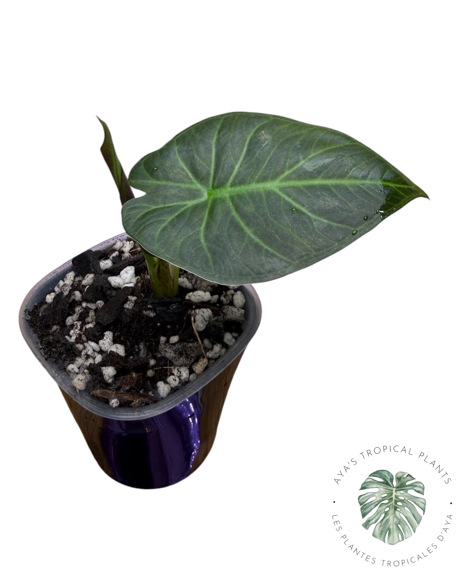 Alocasia Regal Shield Albo