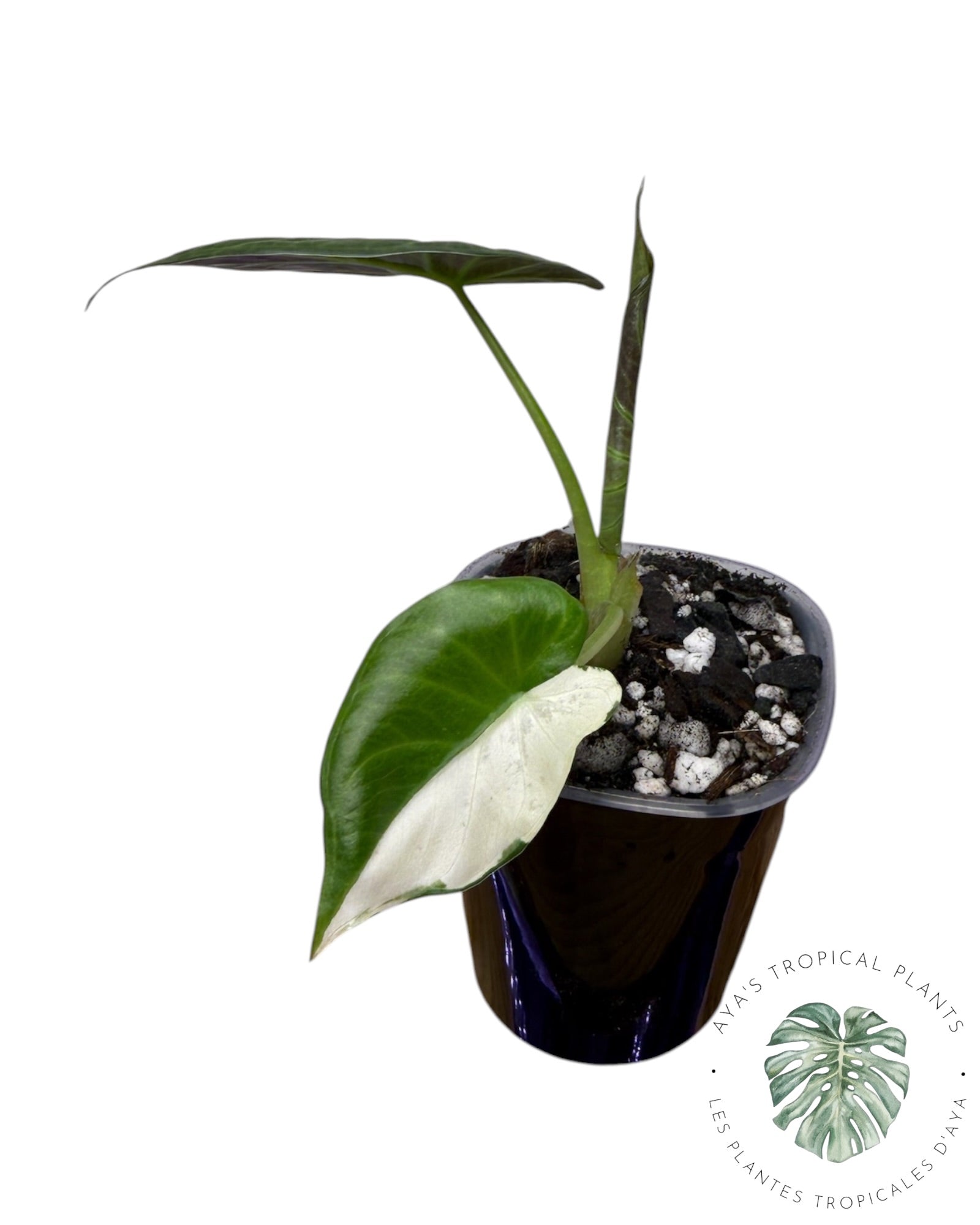 Alocasia Regal Shield Albo