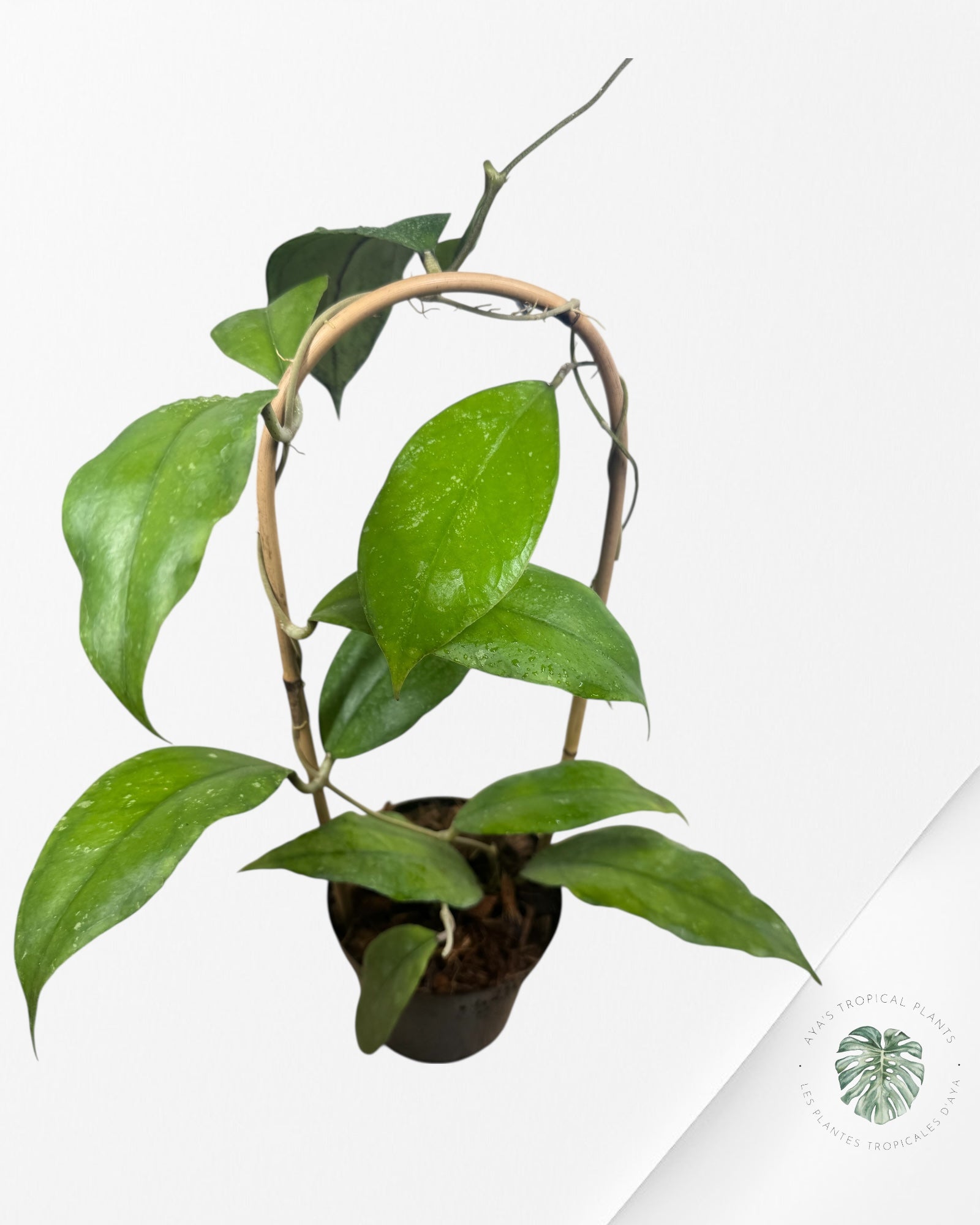 Hoya finlaysonii 'Chicken Farm' - F3
