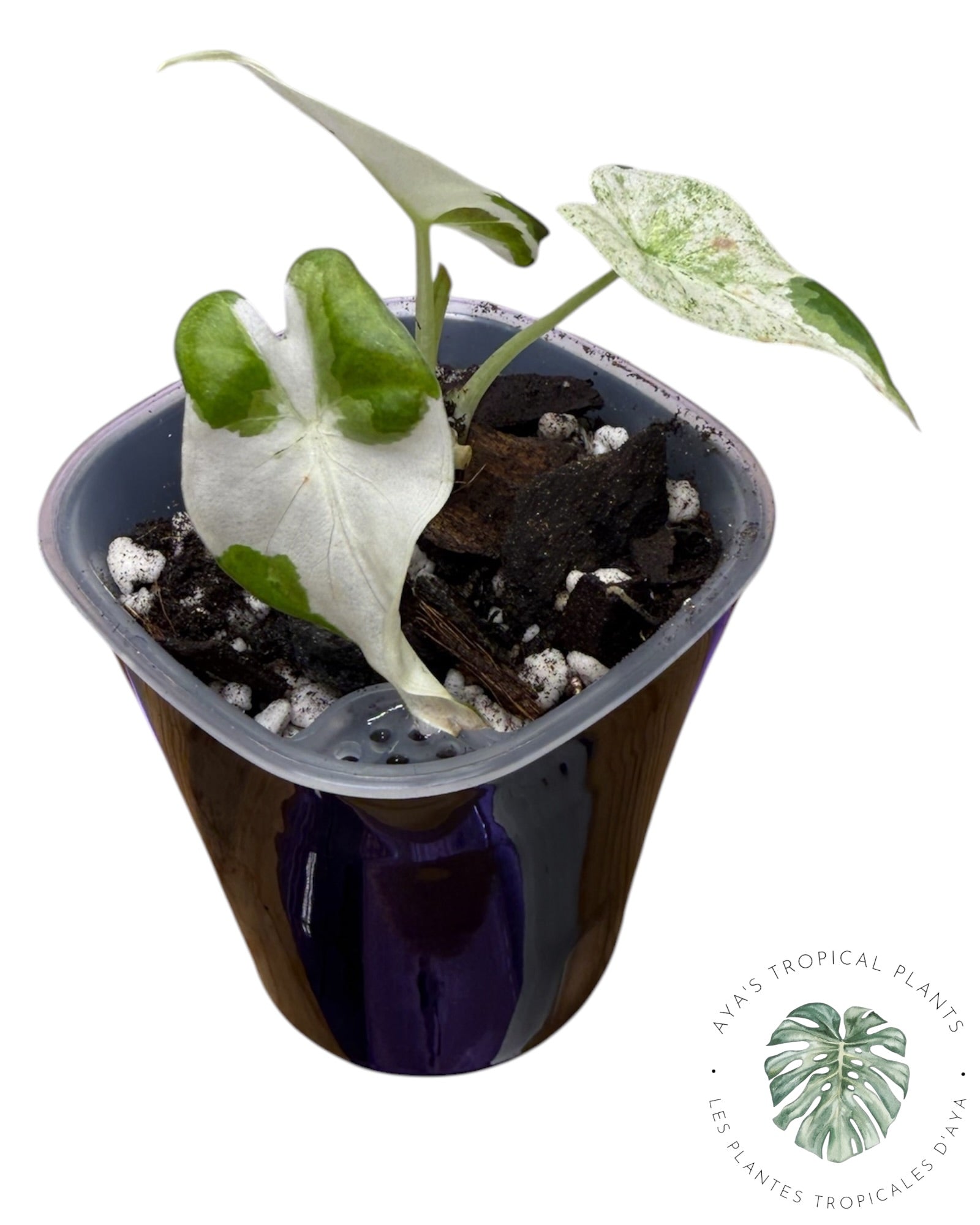 Alocasia Regal Shield Albo
