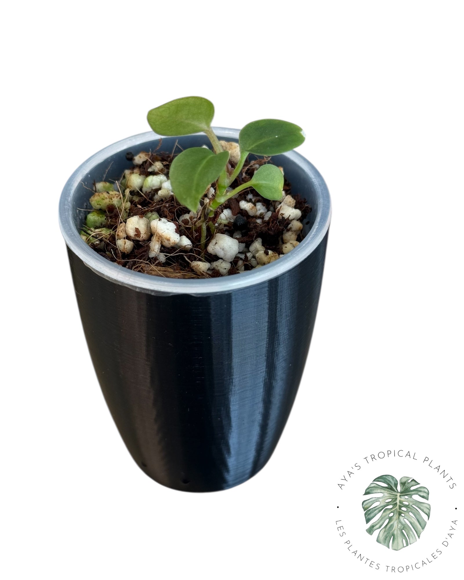 Anthurium Purple Crystallinum