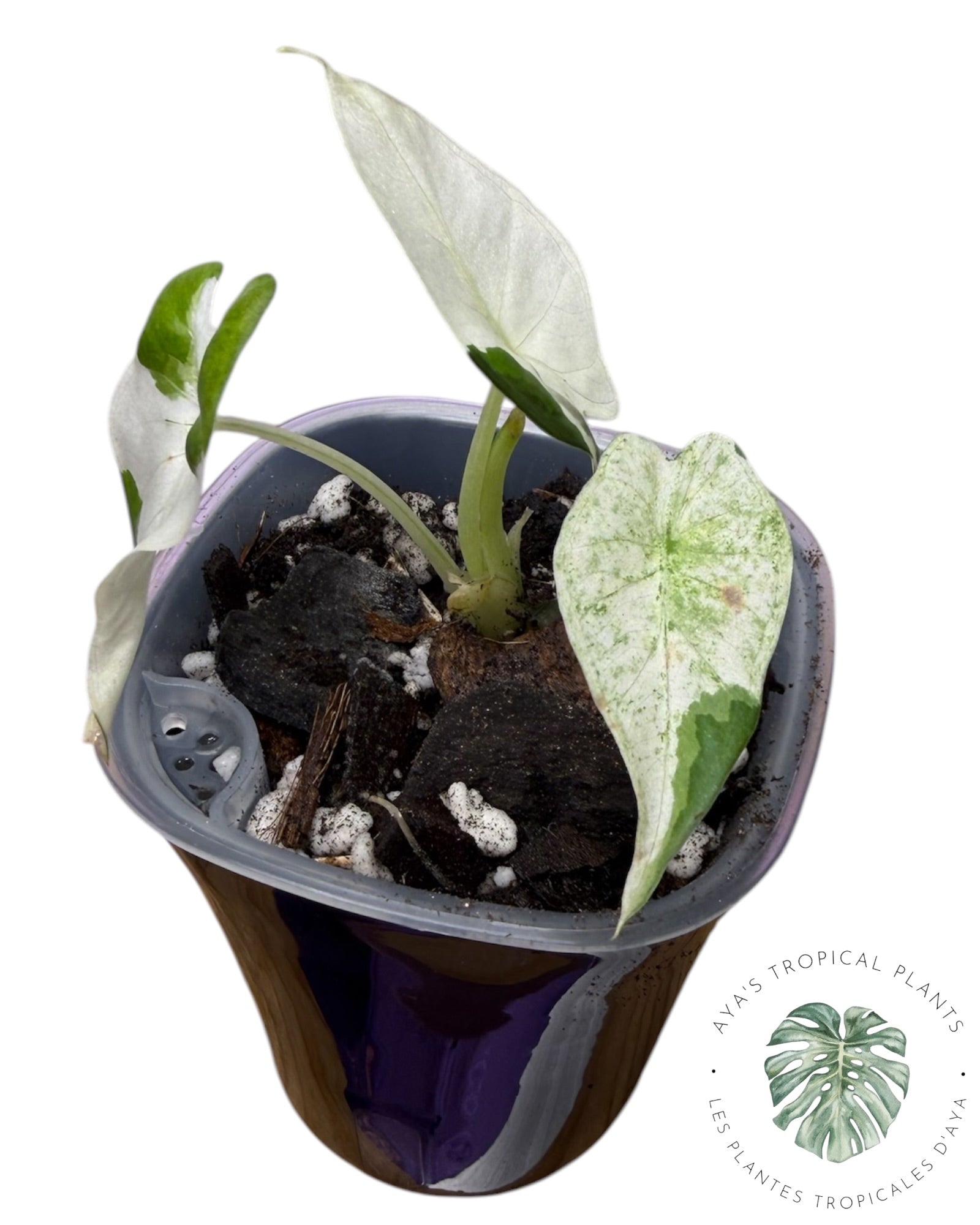 Alocasia Regal Shield Albo