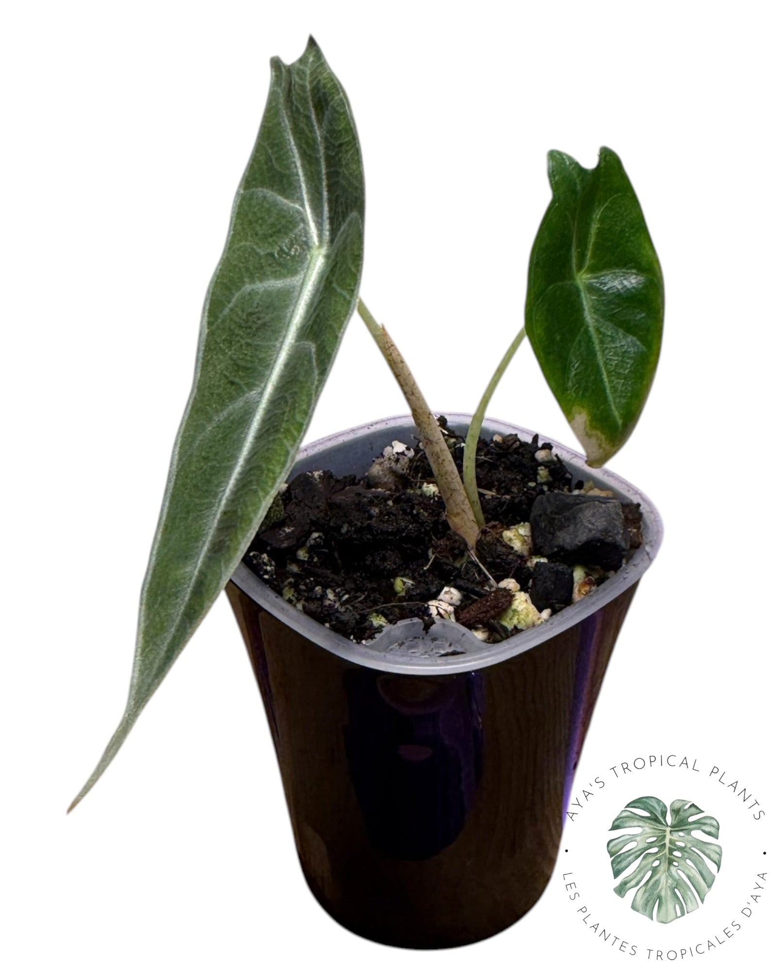 Alocasia Longiloba Purple