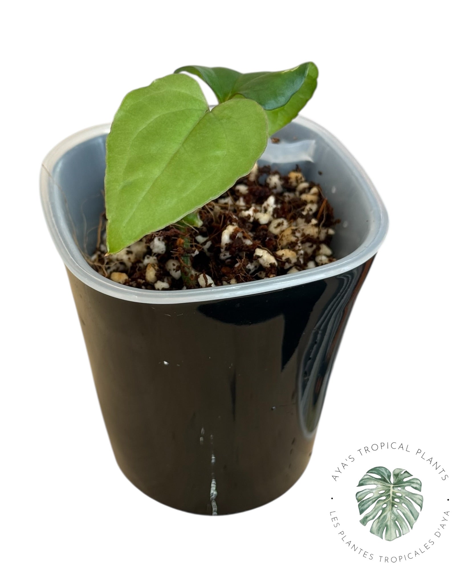 Anthurium Ace of Spades x Luxurians