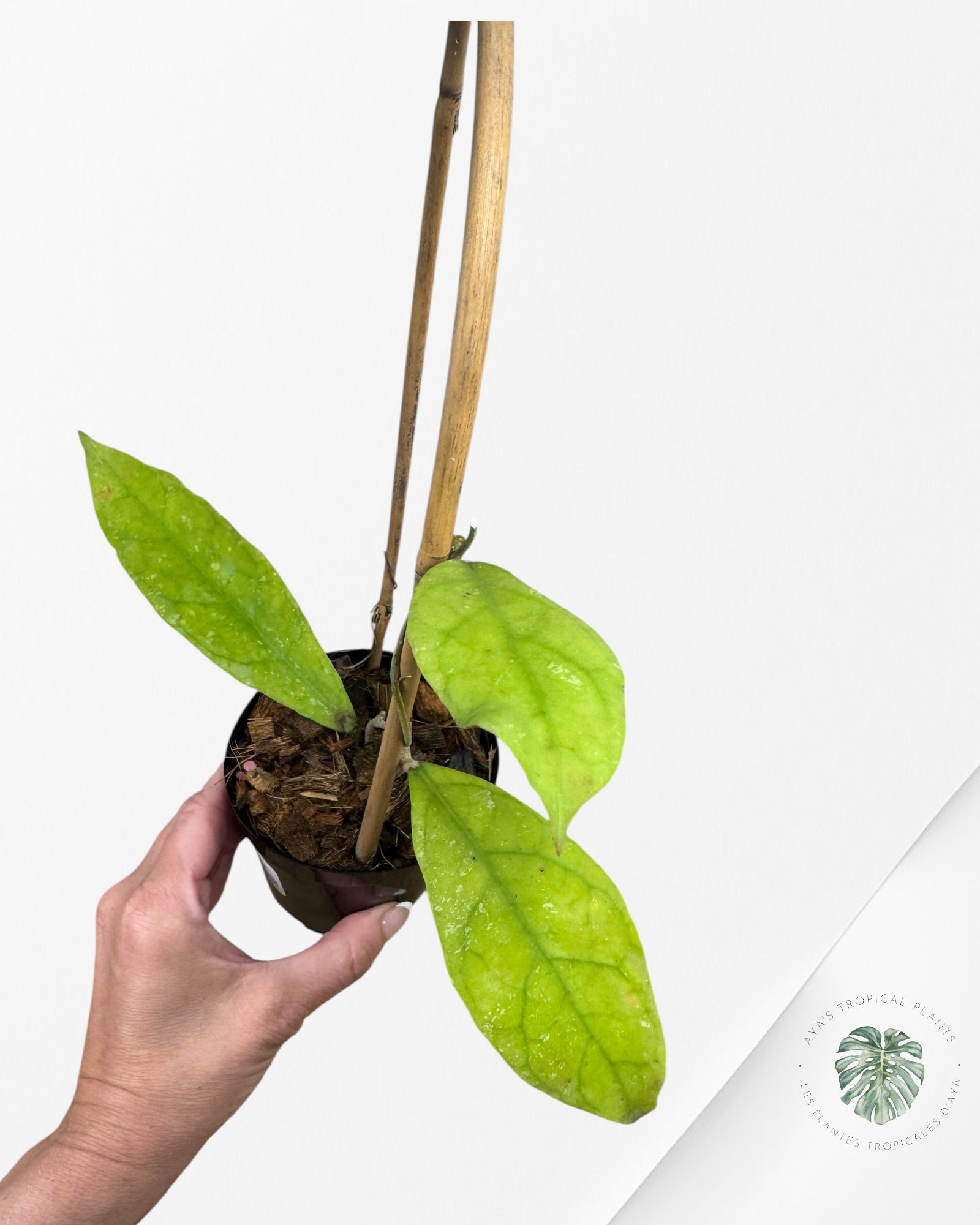 Hoya peninsularis (H. perak teddy bear) - F3