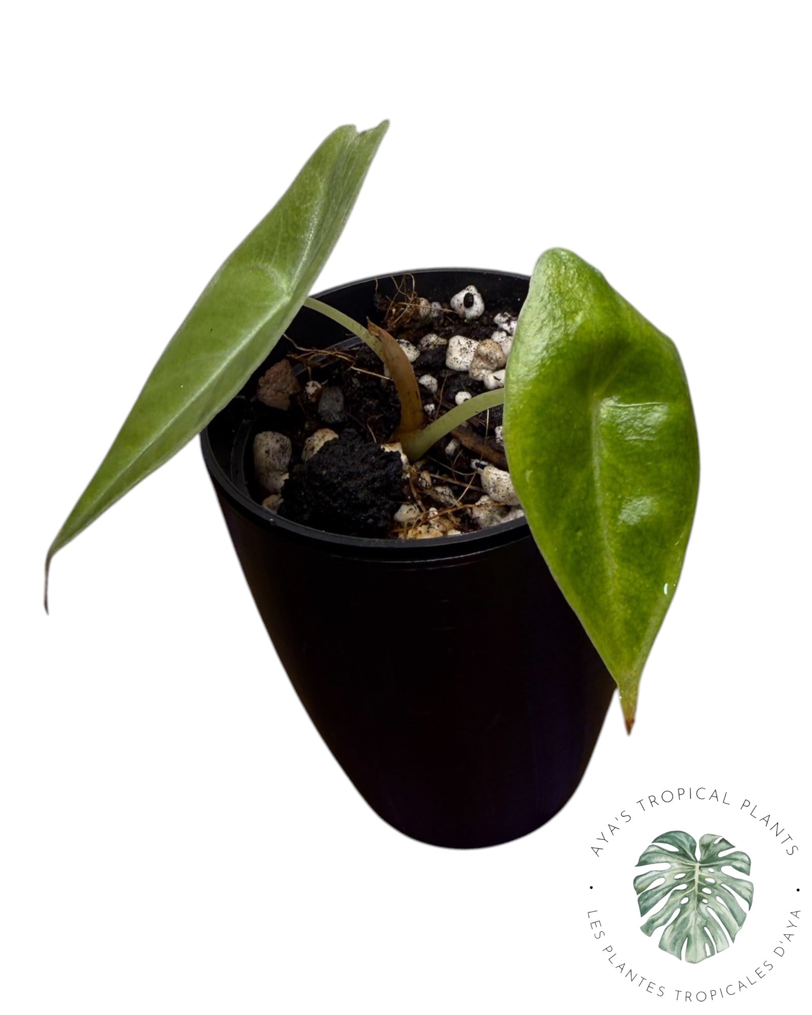 Alocasia Longiloba Purple