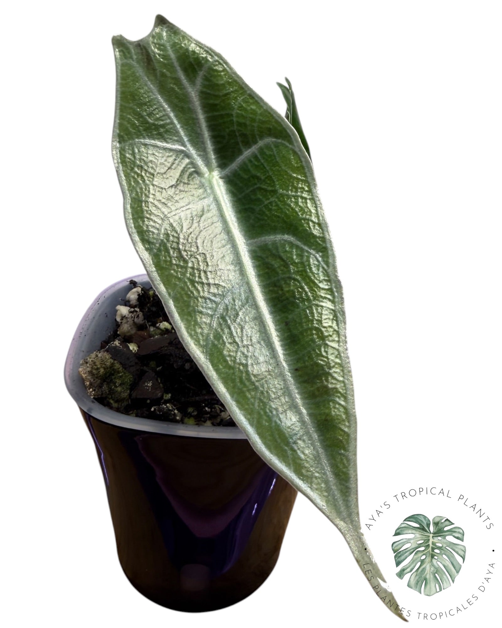 Alocasia Longiloba Purple