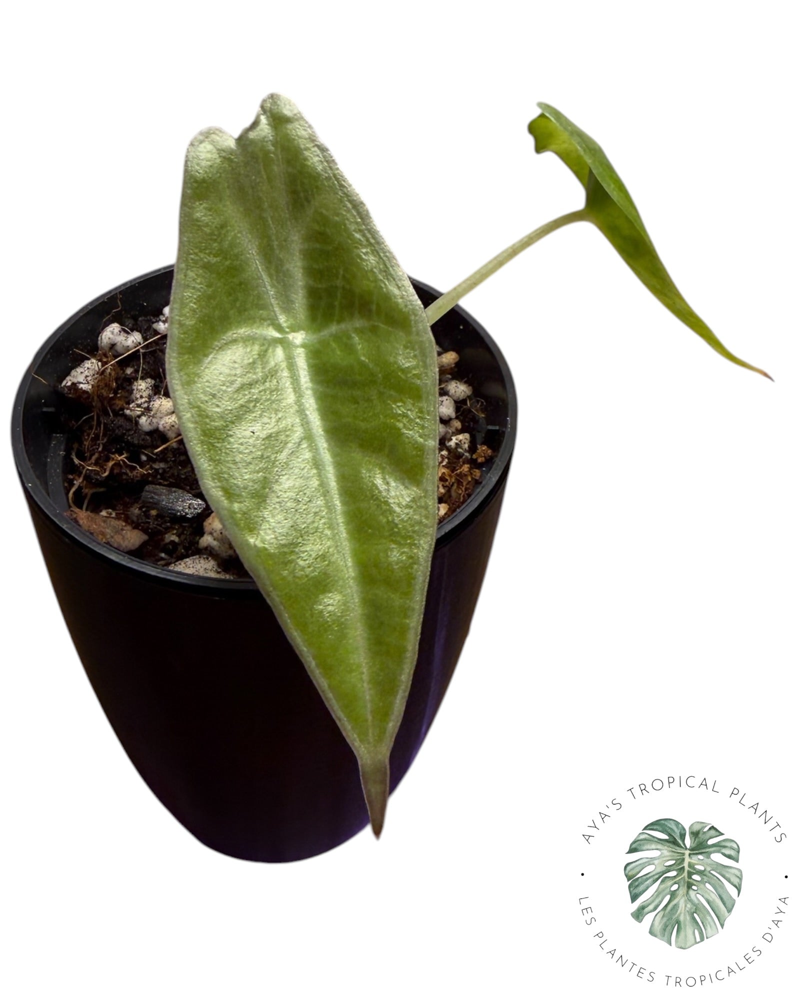 Alocasia Longiloba Purple