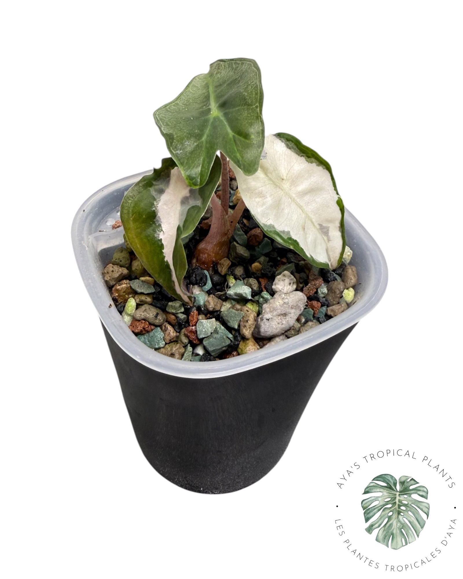 Alocasia Polly Lava Variegated