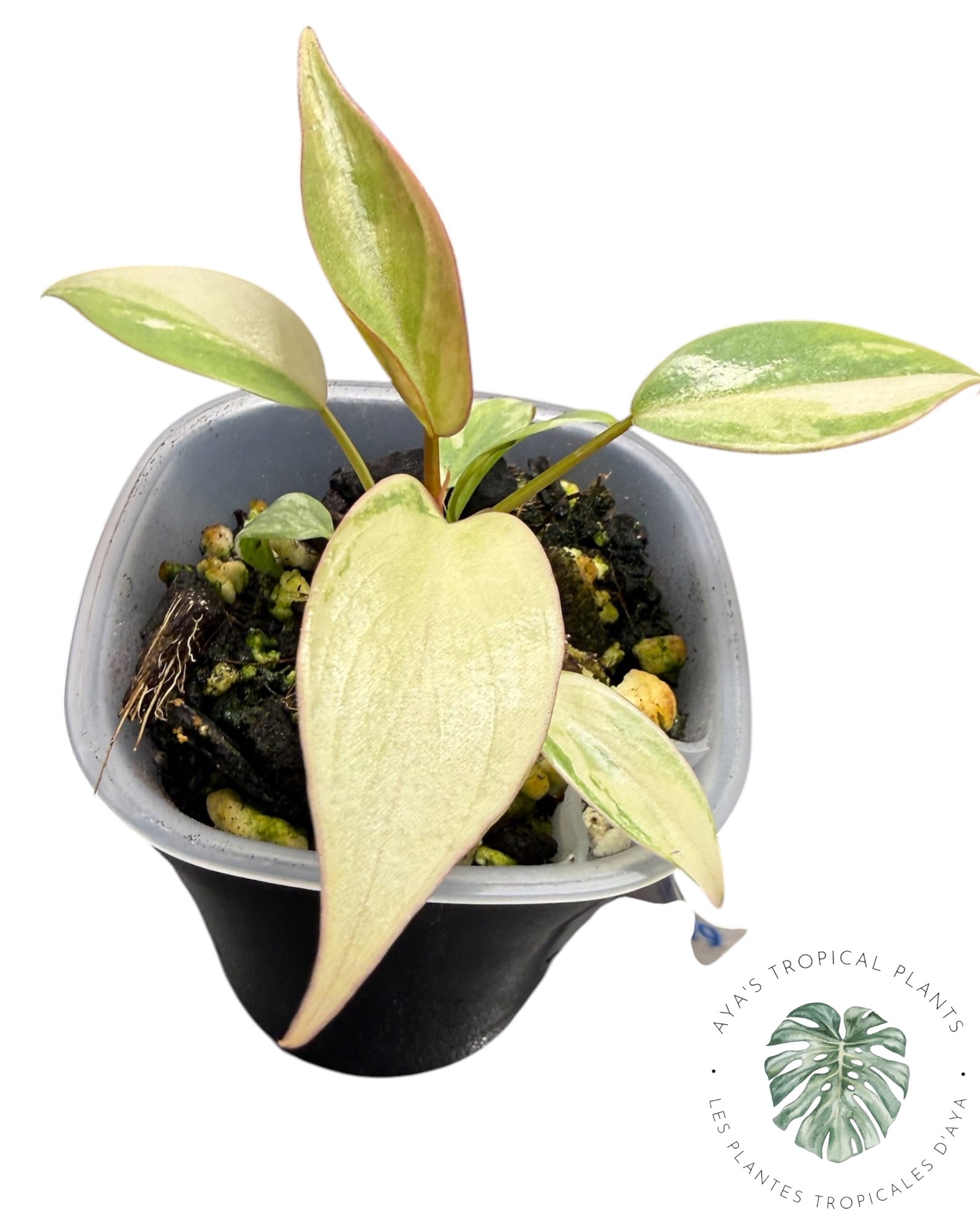 Philodendron Atabapoense rose panaché