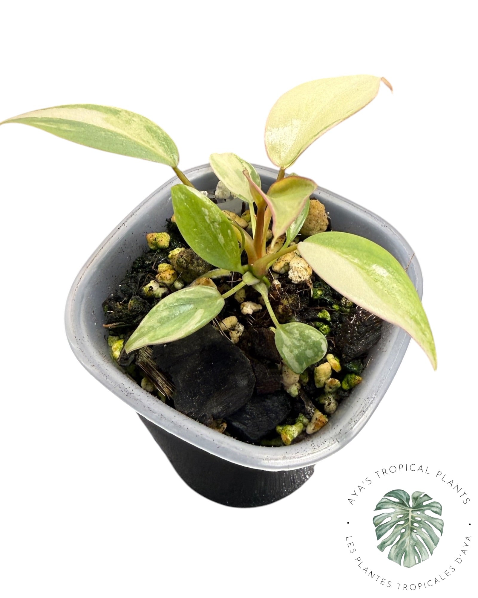 Philodendron Atabapoense rose panaché