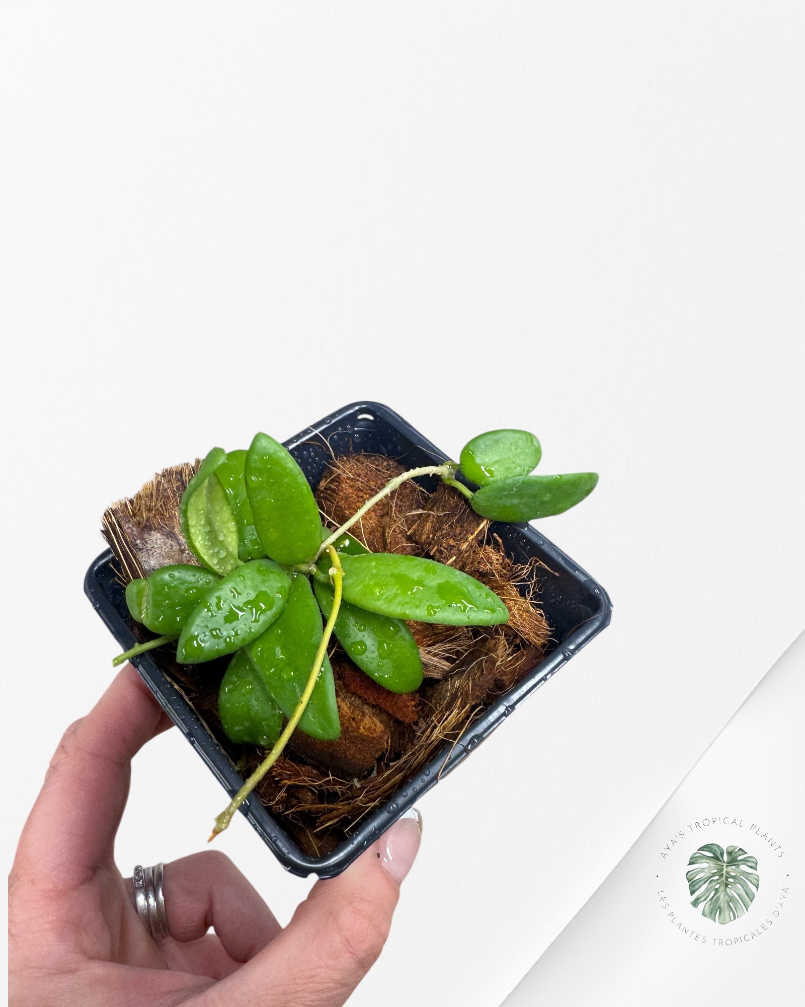 Hoya Lyi - F2