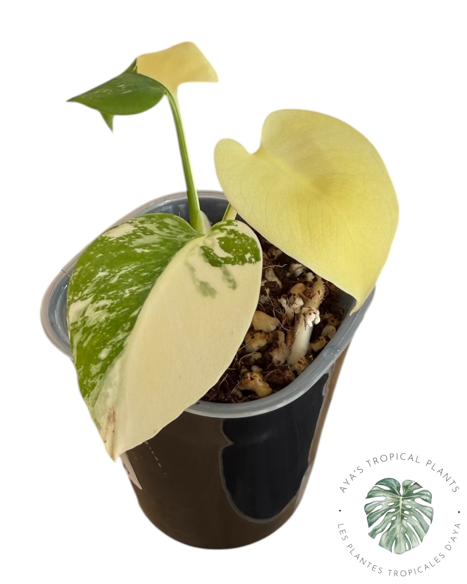 Monstera Deliciosa ‘Lemon Pom Pom’