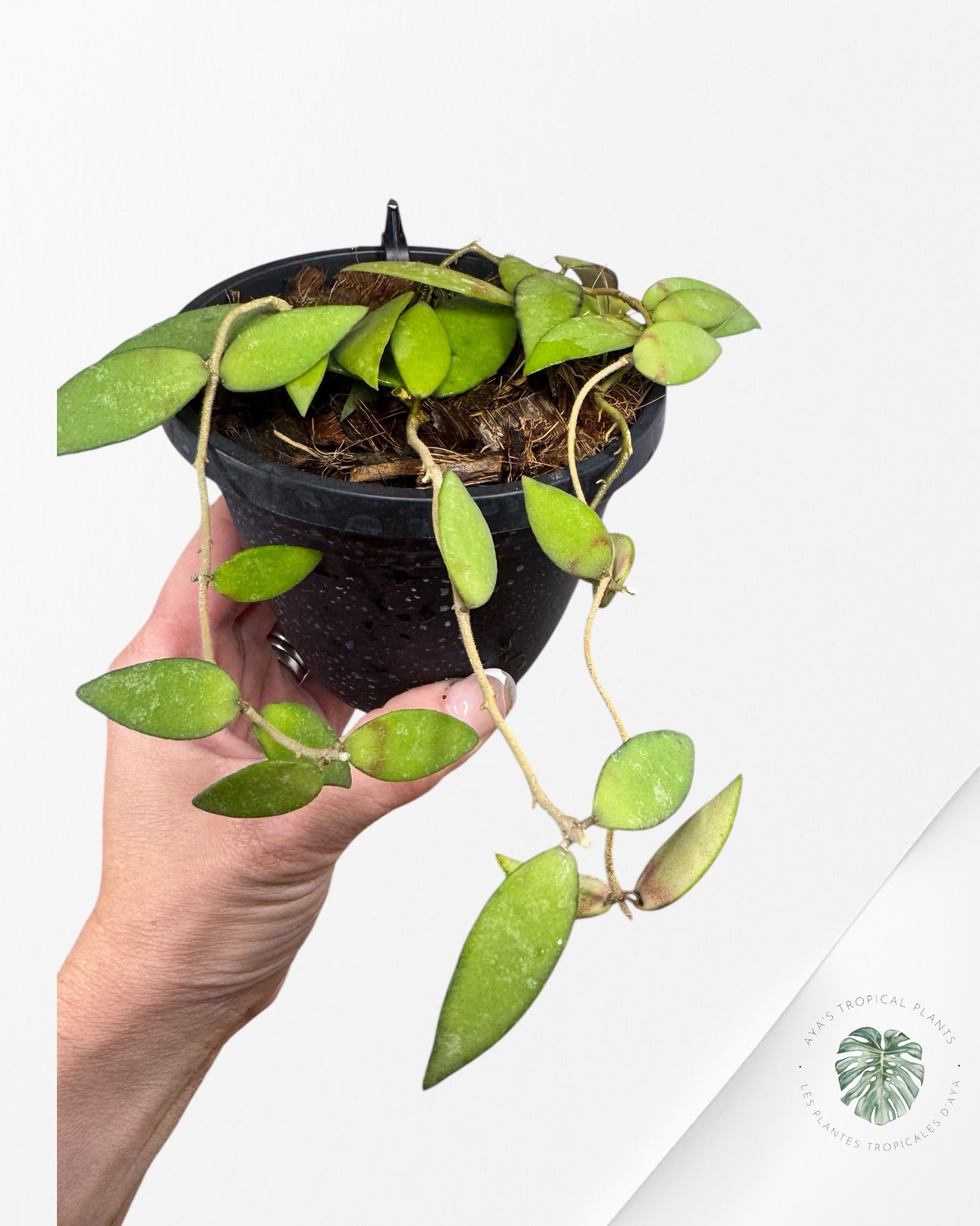 Hoya Flagellata (Gold) - F2