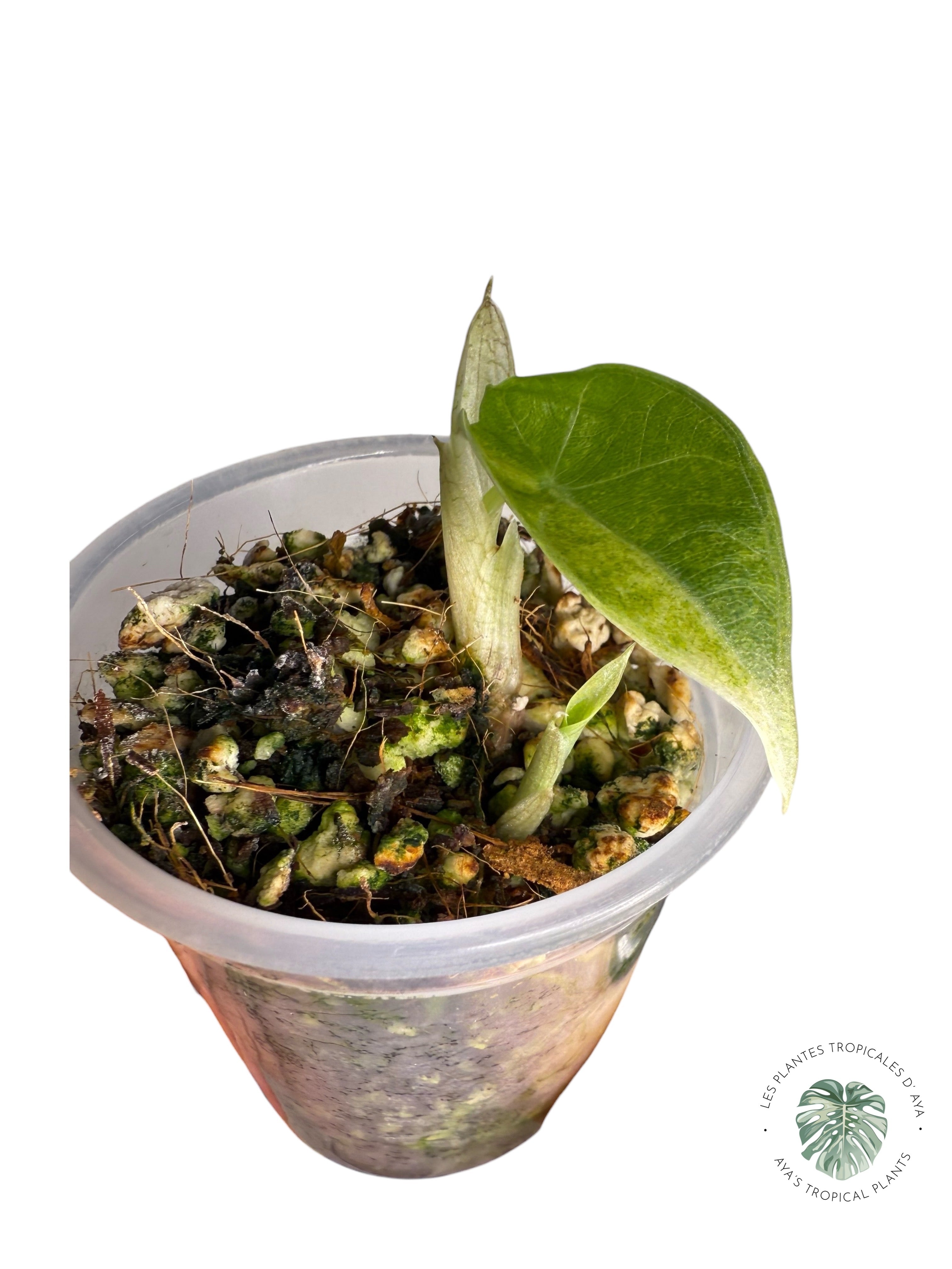 Alocasia Maharani Variegated Aurea| Rare TC Plant| Aya's Tropical Plants